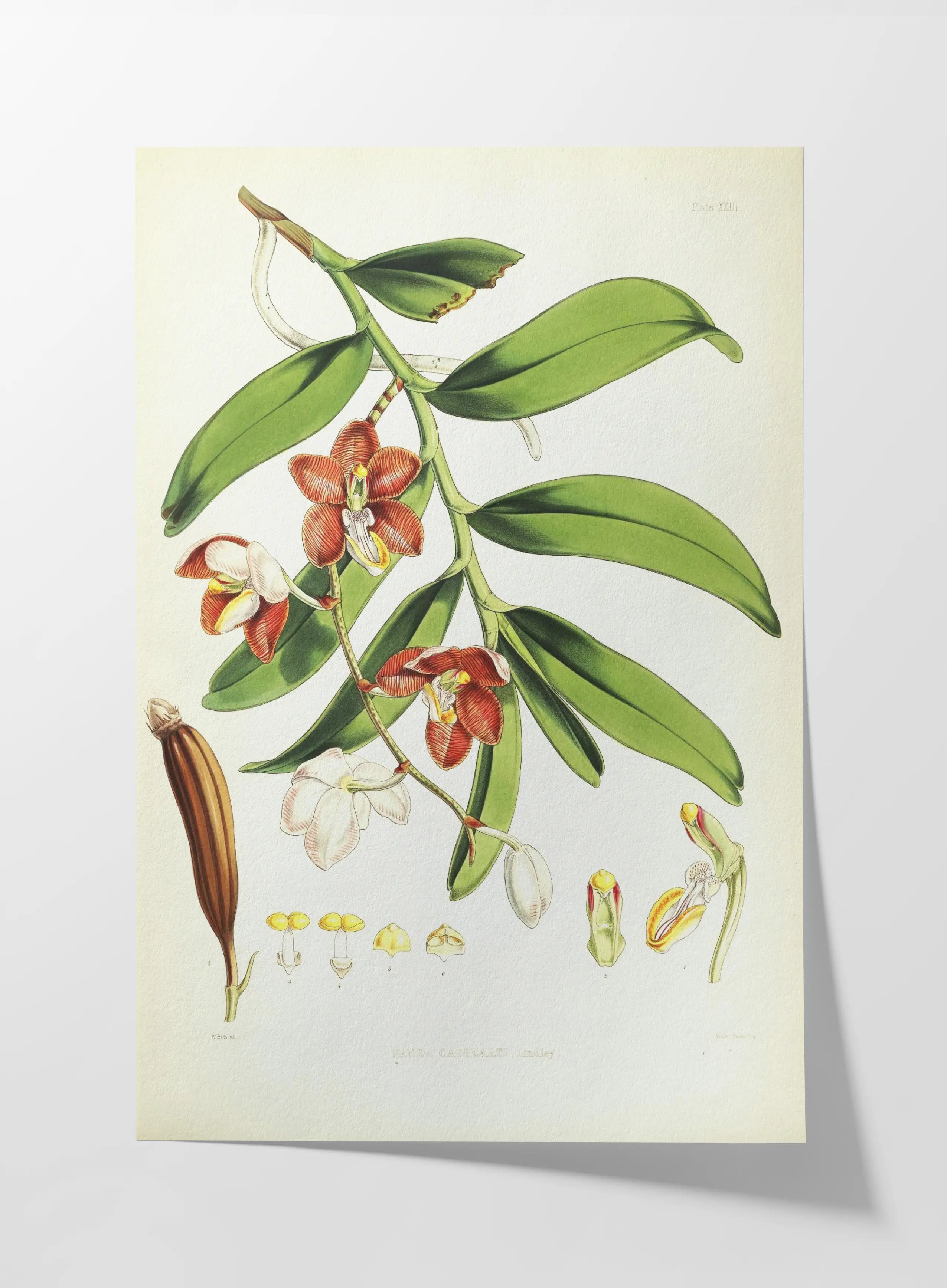 Floral: Plate No. 01