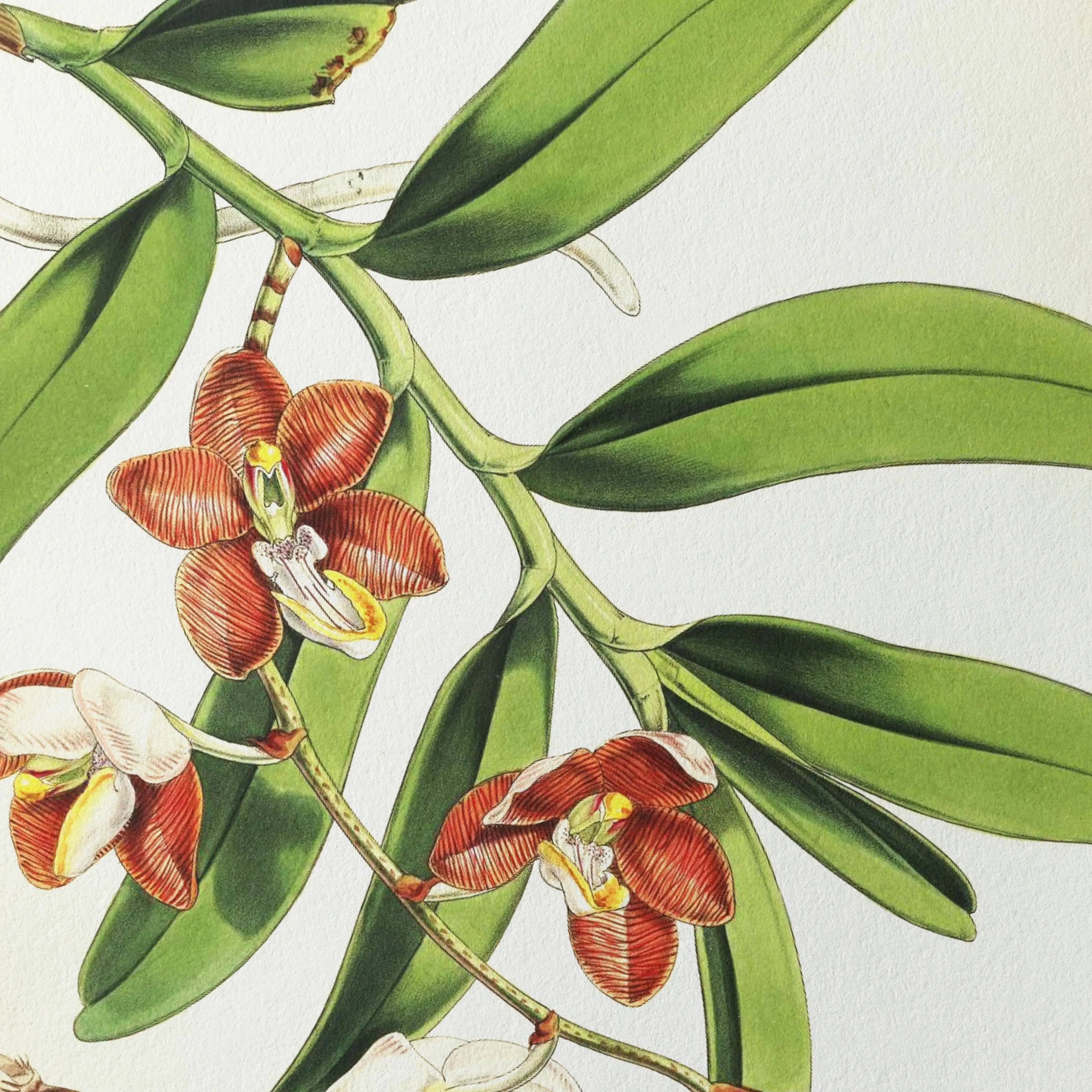Floral: Plate No. 01