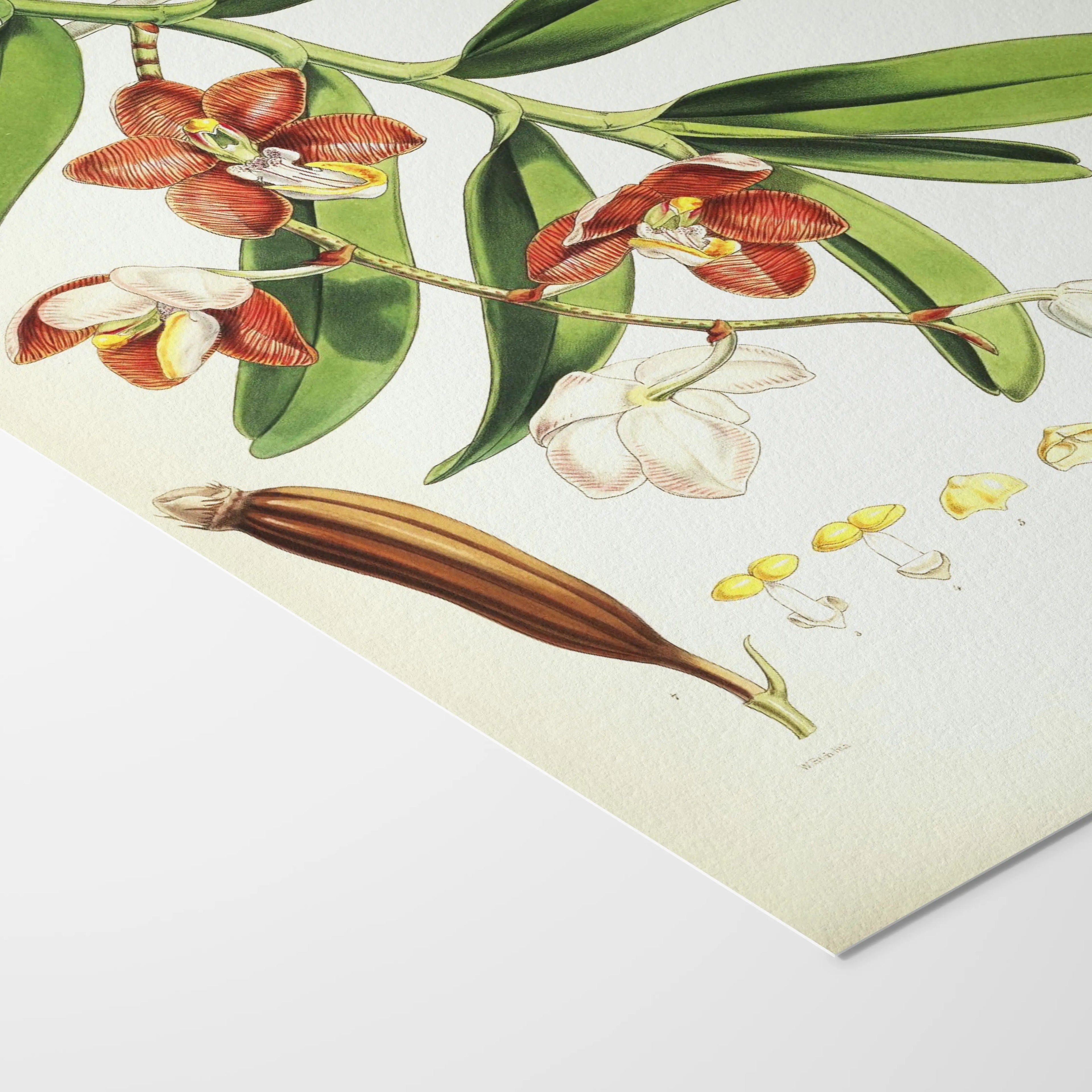Floral: Plate No. 01