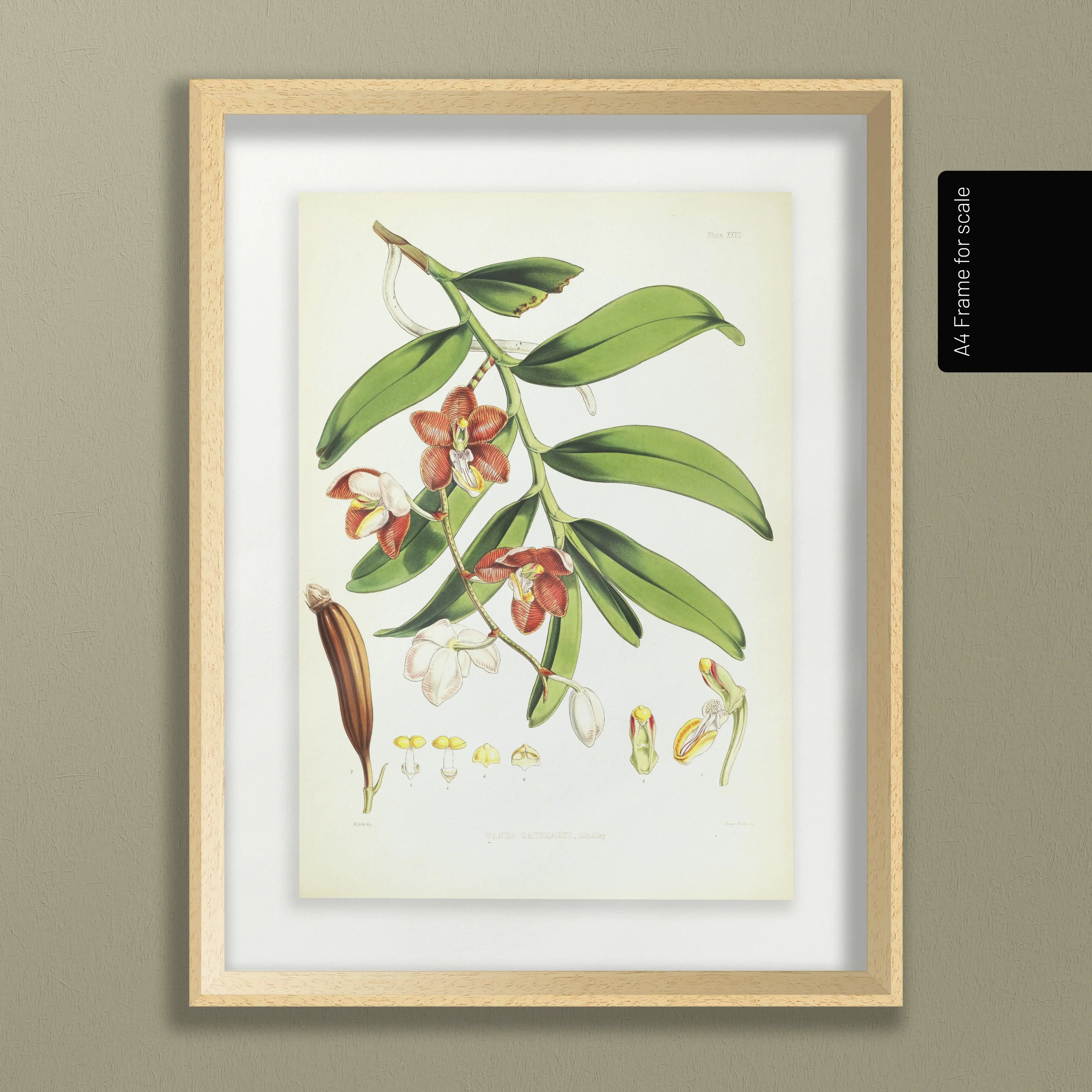 Floral: Plate No. 01