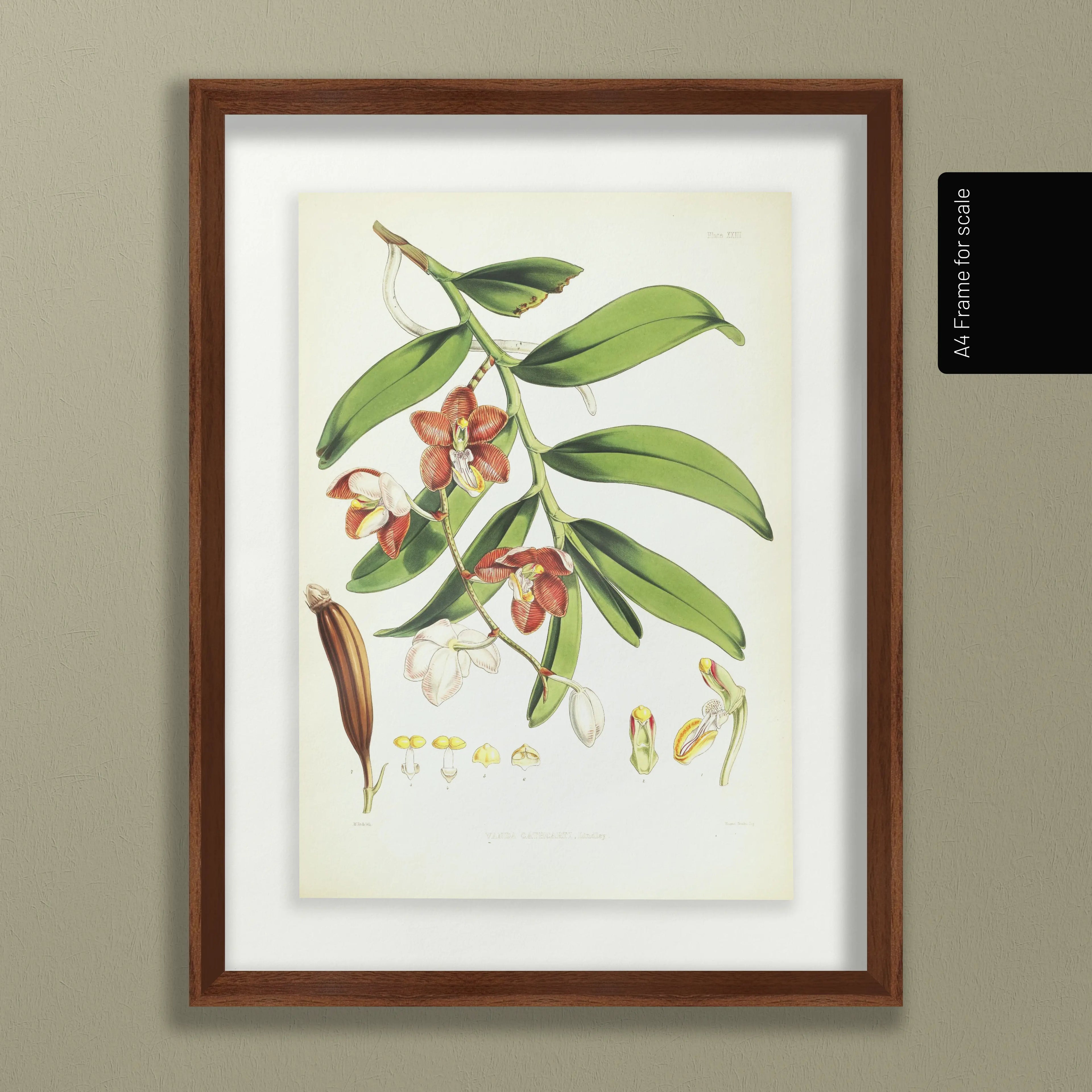 Floral: Plate No. 01