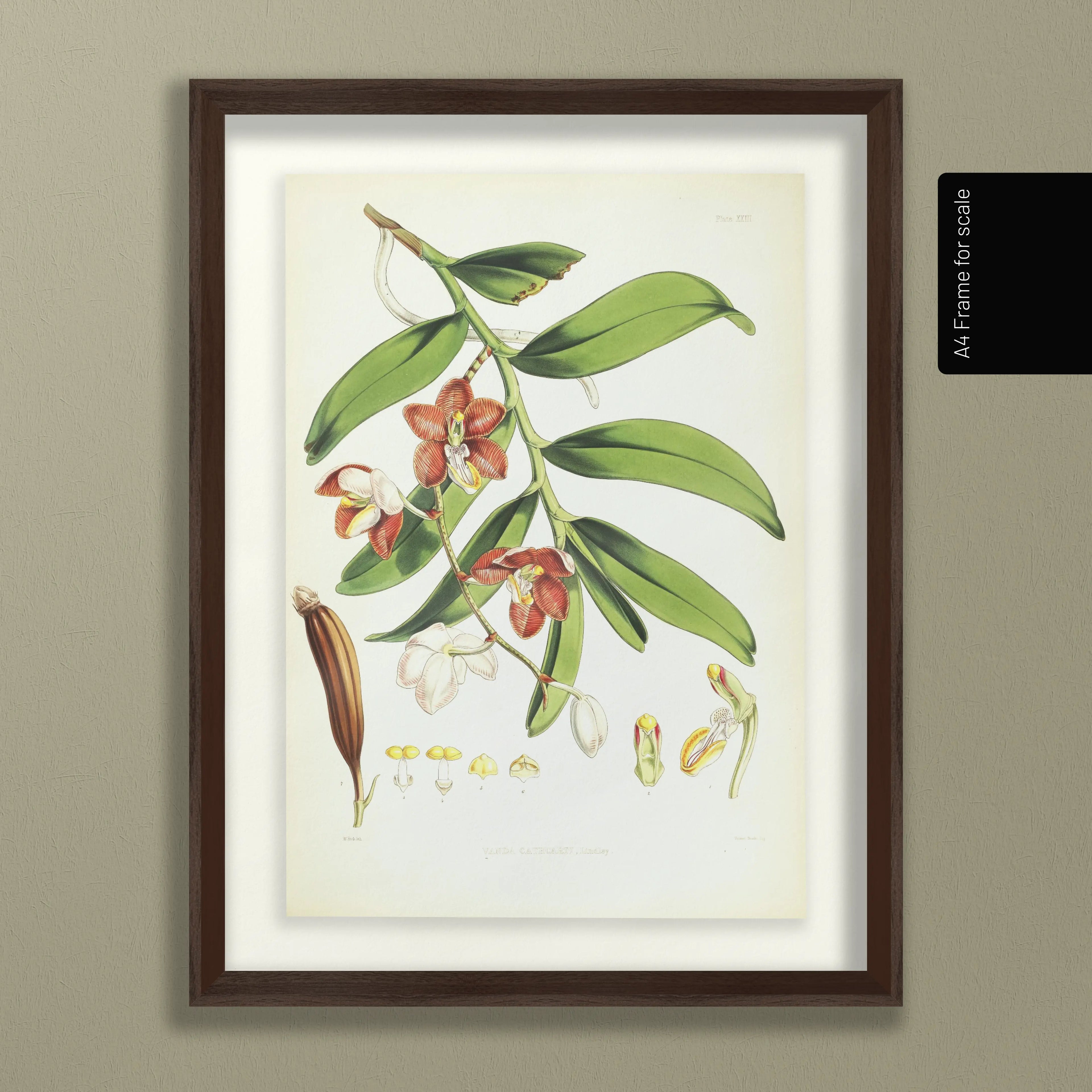 Floral: Plate No. 01