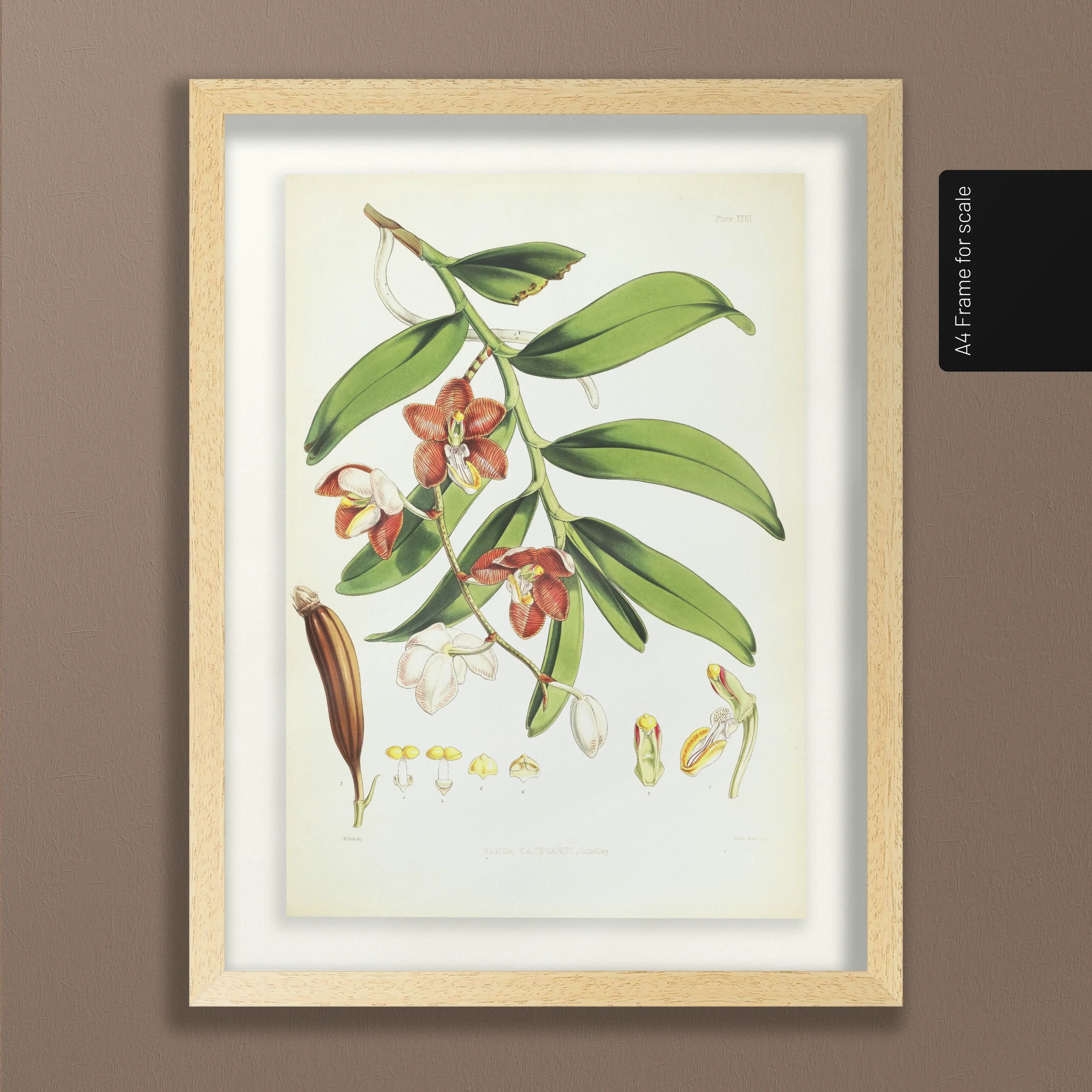 Floral: Plate No. 01