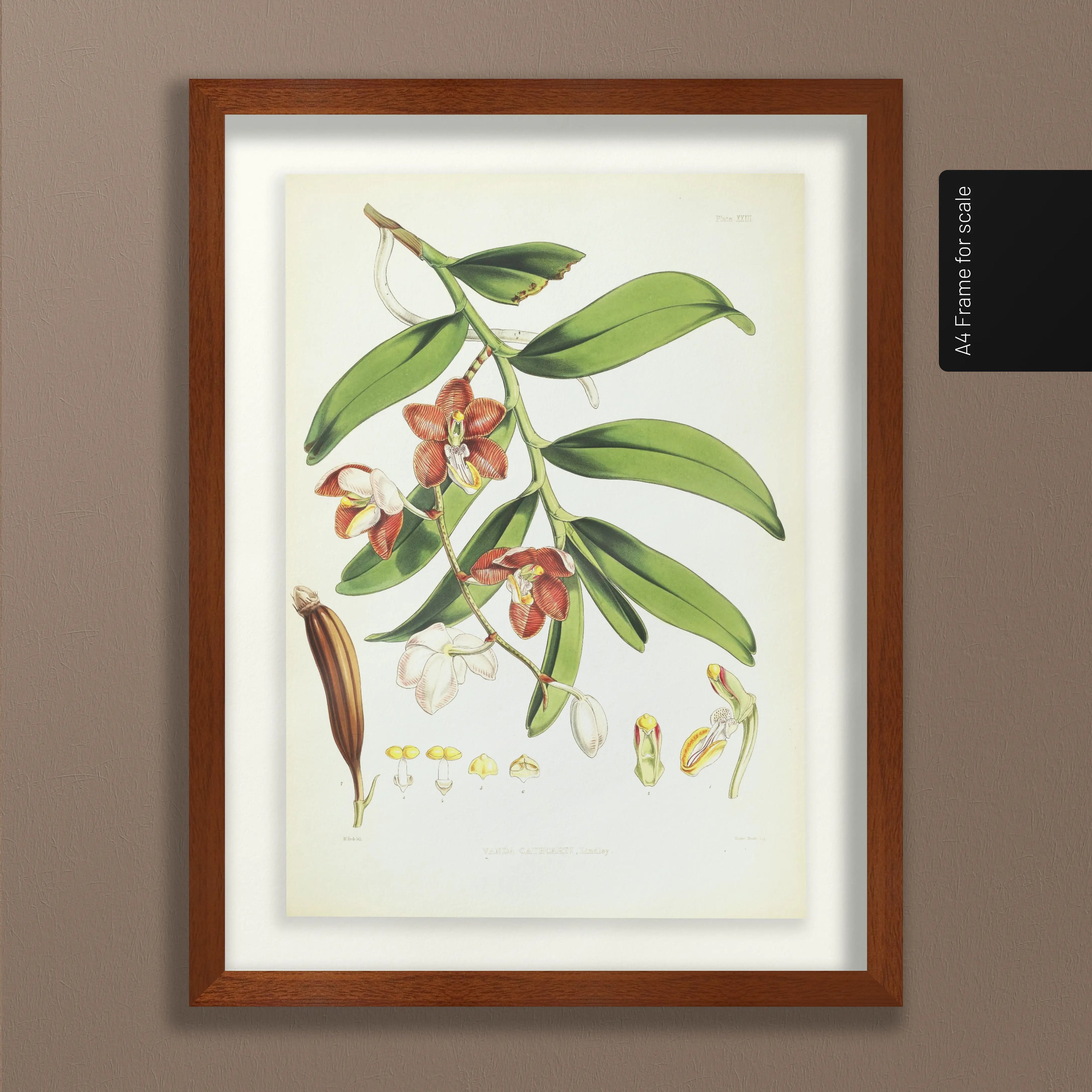 Floral: Plate No. 01