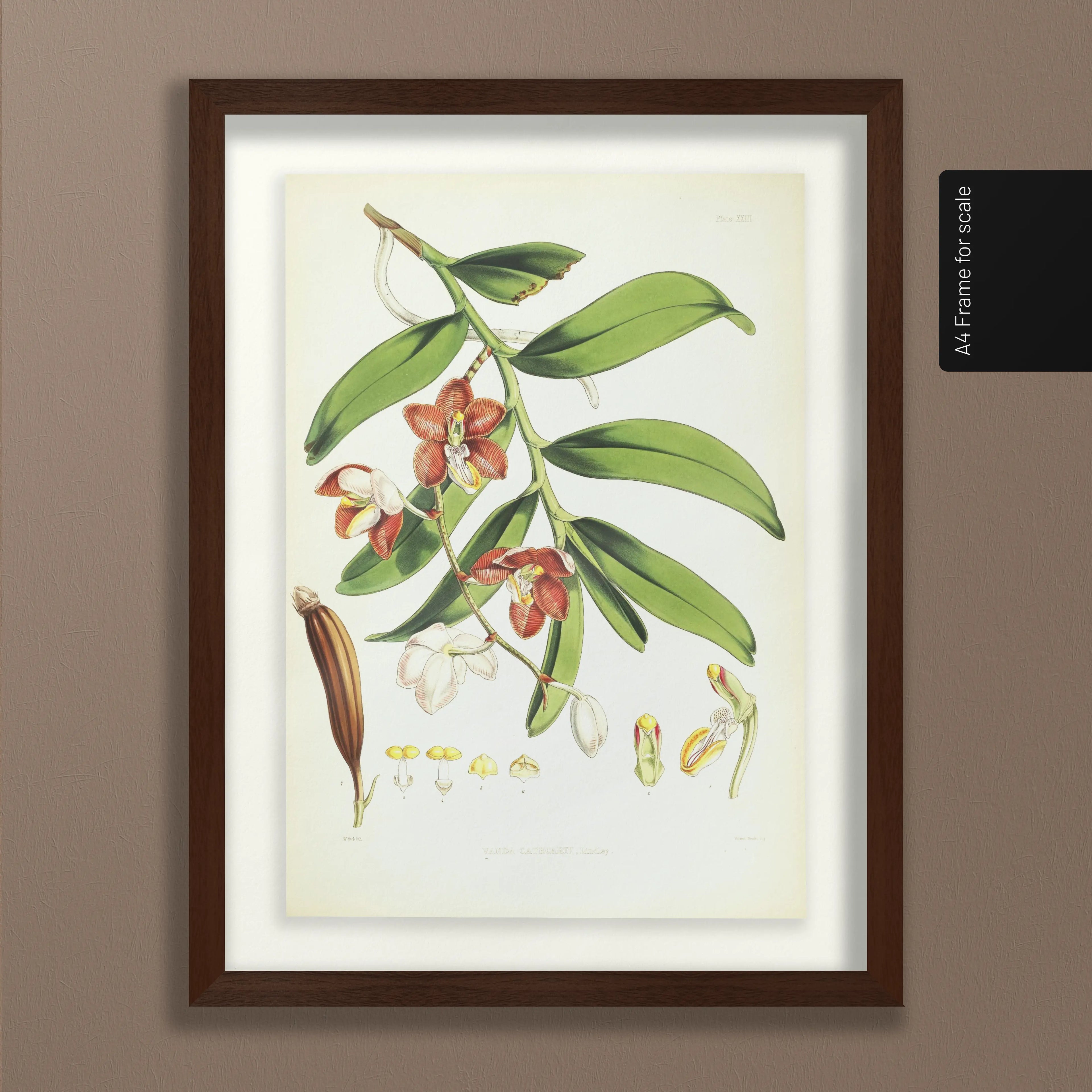 Floral: Plate No. 01
