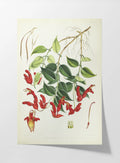 Floral: Plate No. 02