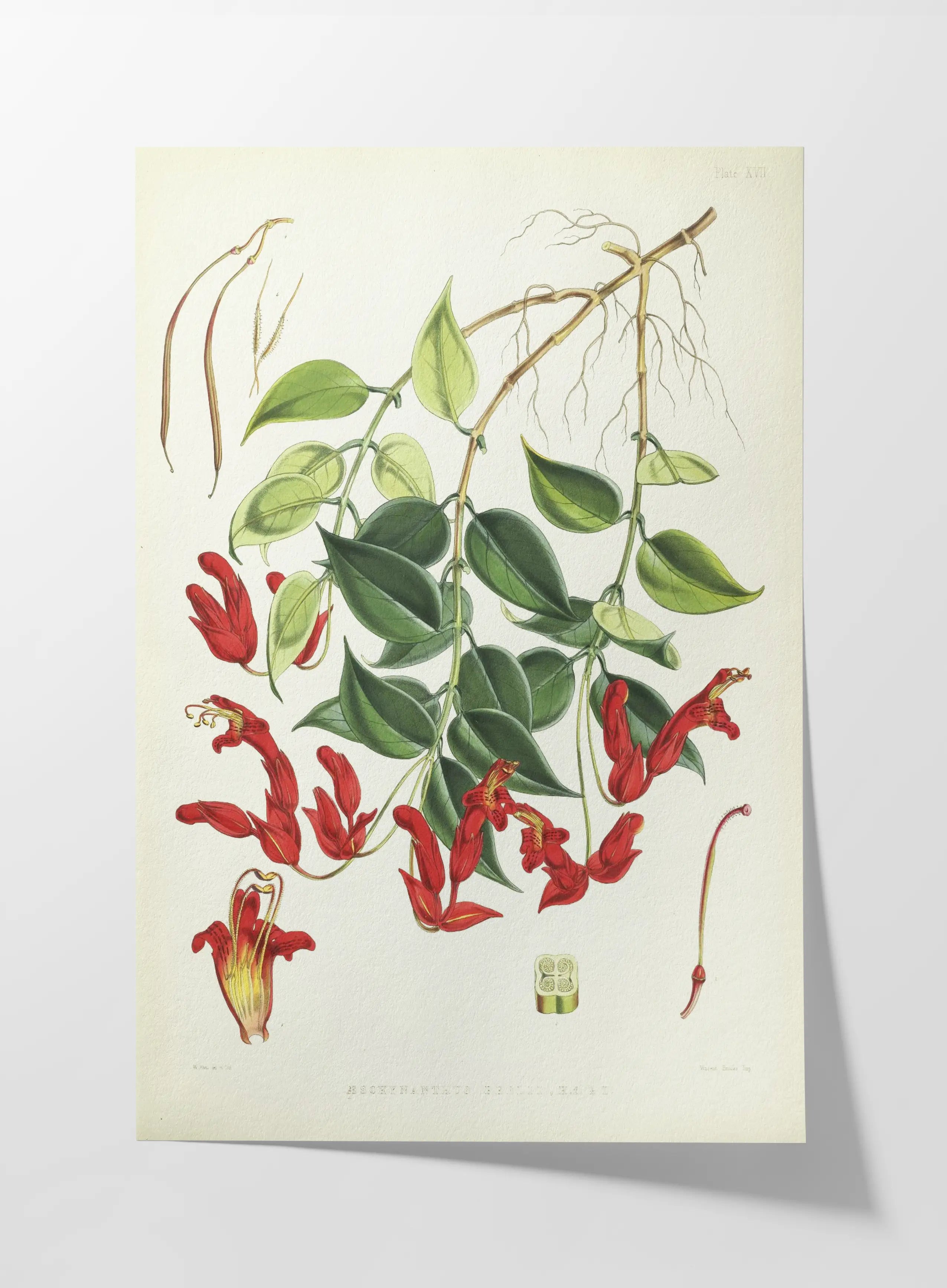 Floral: Plate No. 02