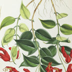 Floral: Plate No. 02