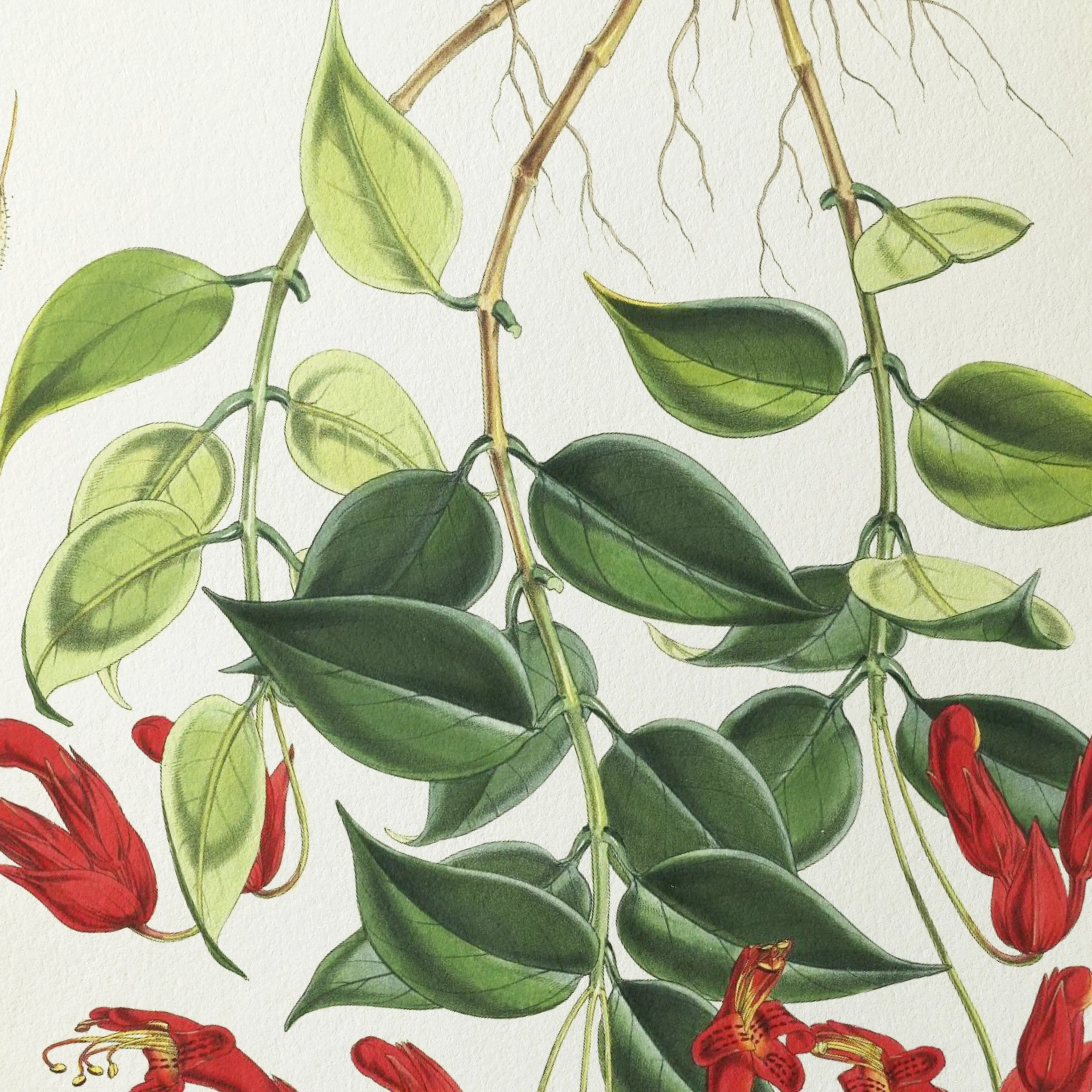 Floral: Plate No. 02