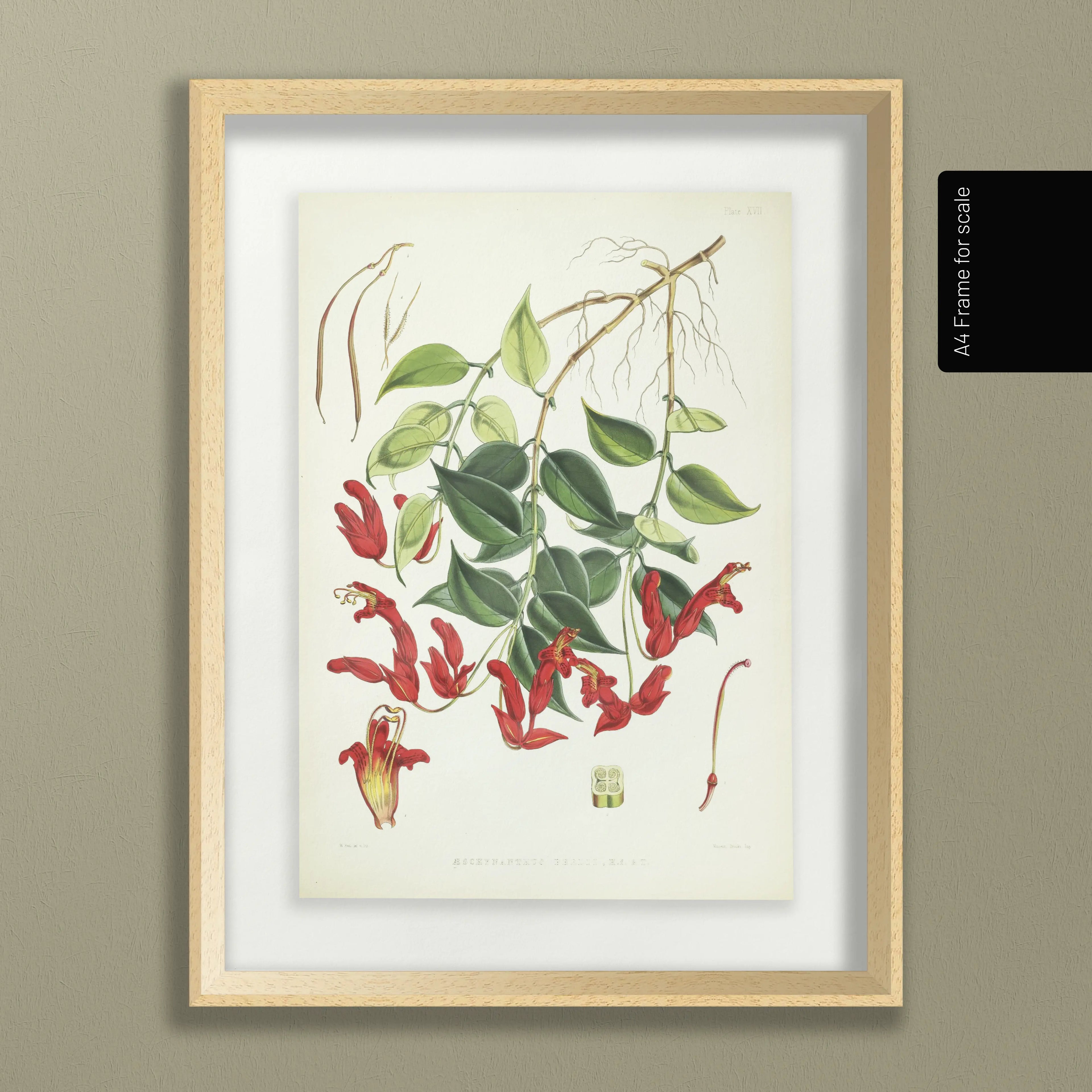 Floral: Plate No. 02