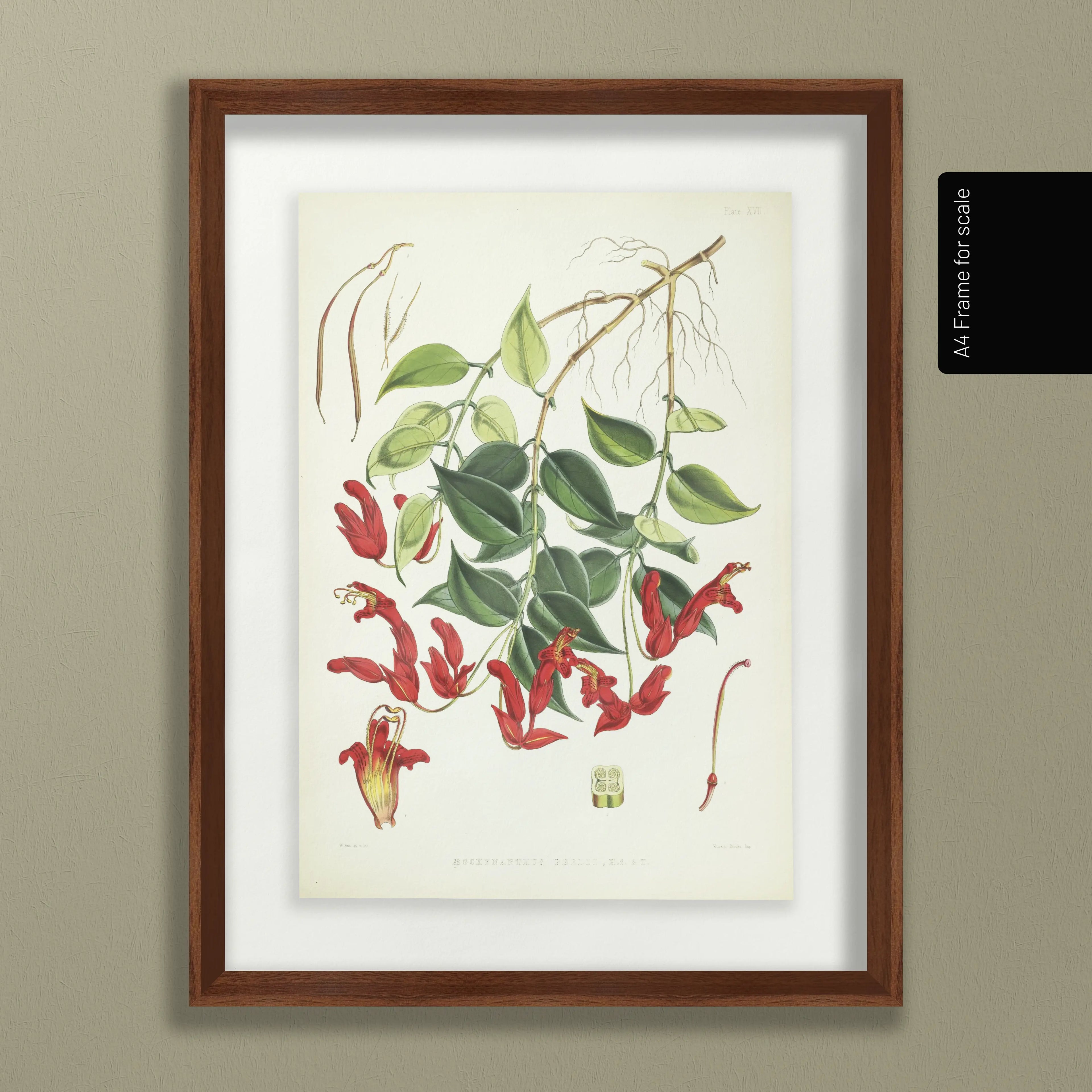 Floral: Plate No. 02