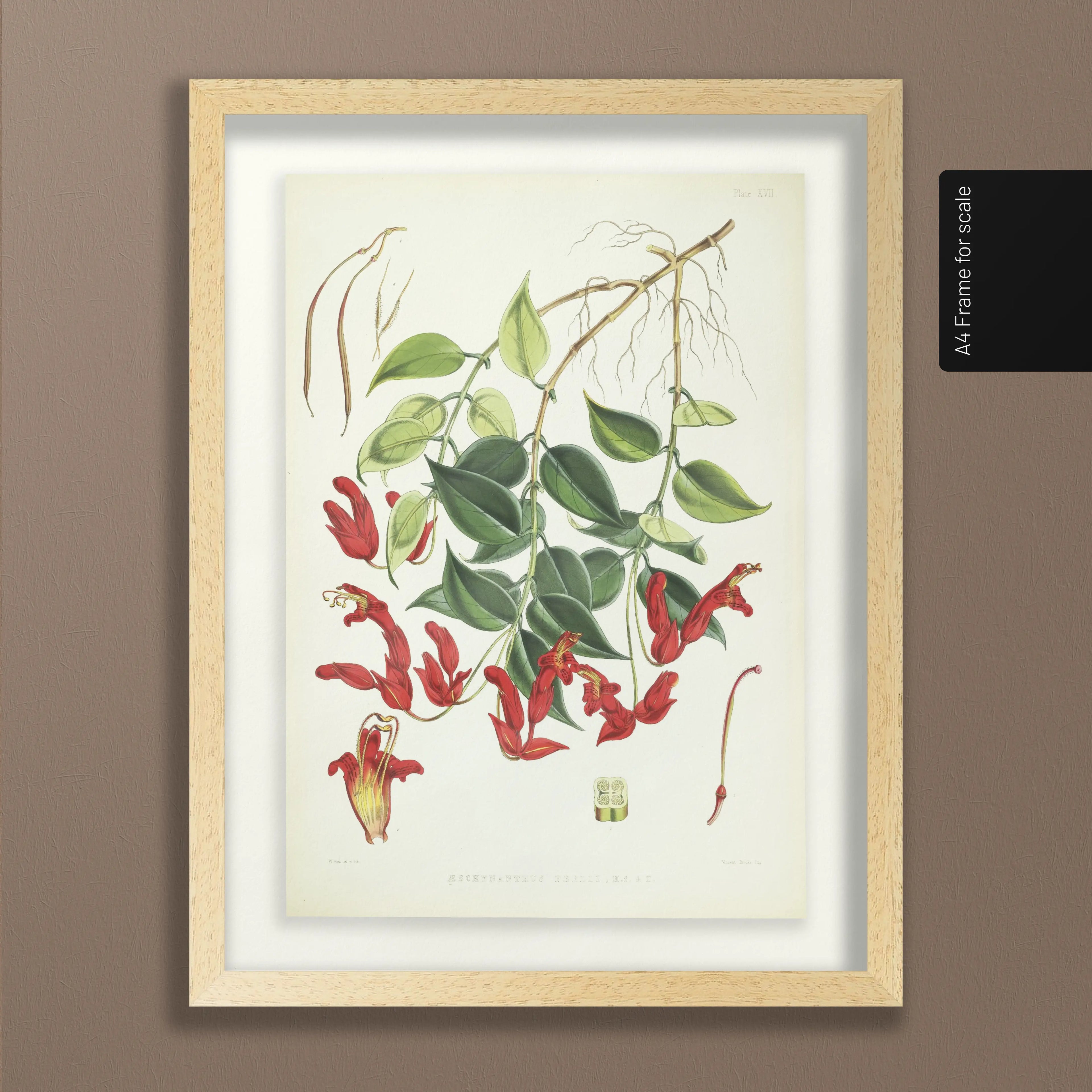 Floral: Plate No. 02