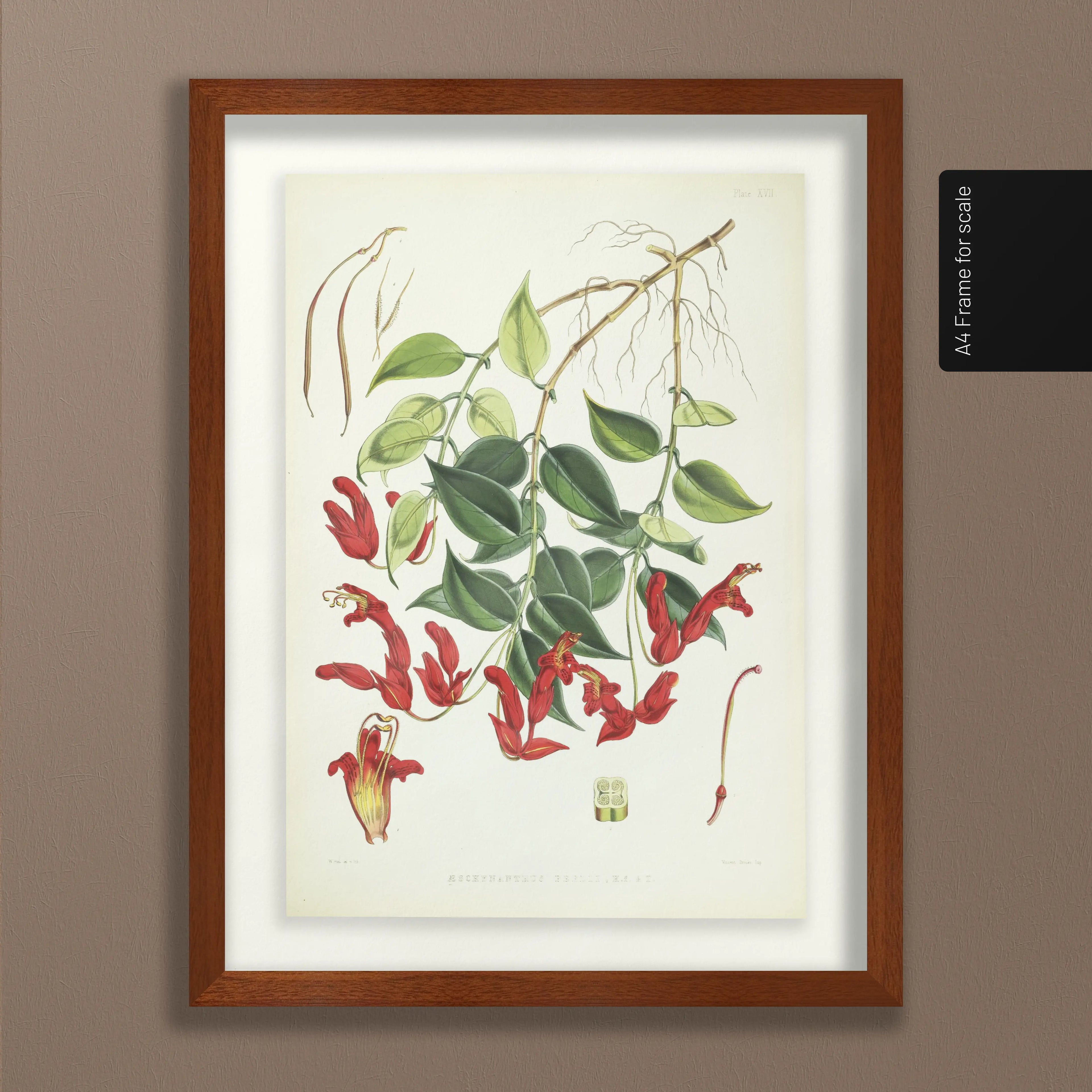 Floral: Plate No. 02