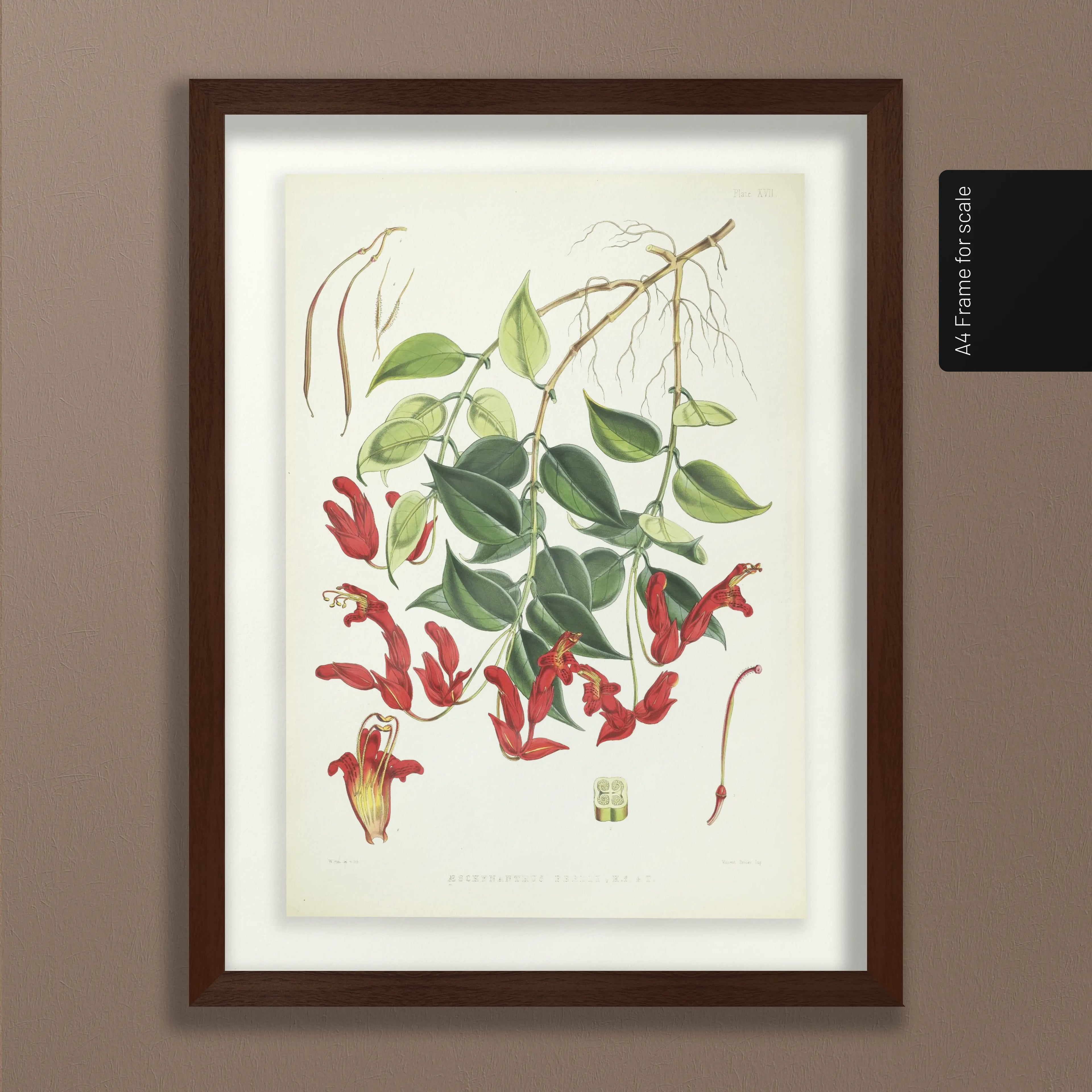 Floral: Plate No. 02