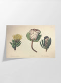 Floral: Plate No. 03