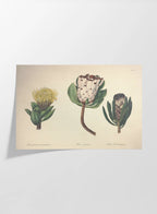 Floral: Plate No. 03