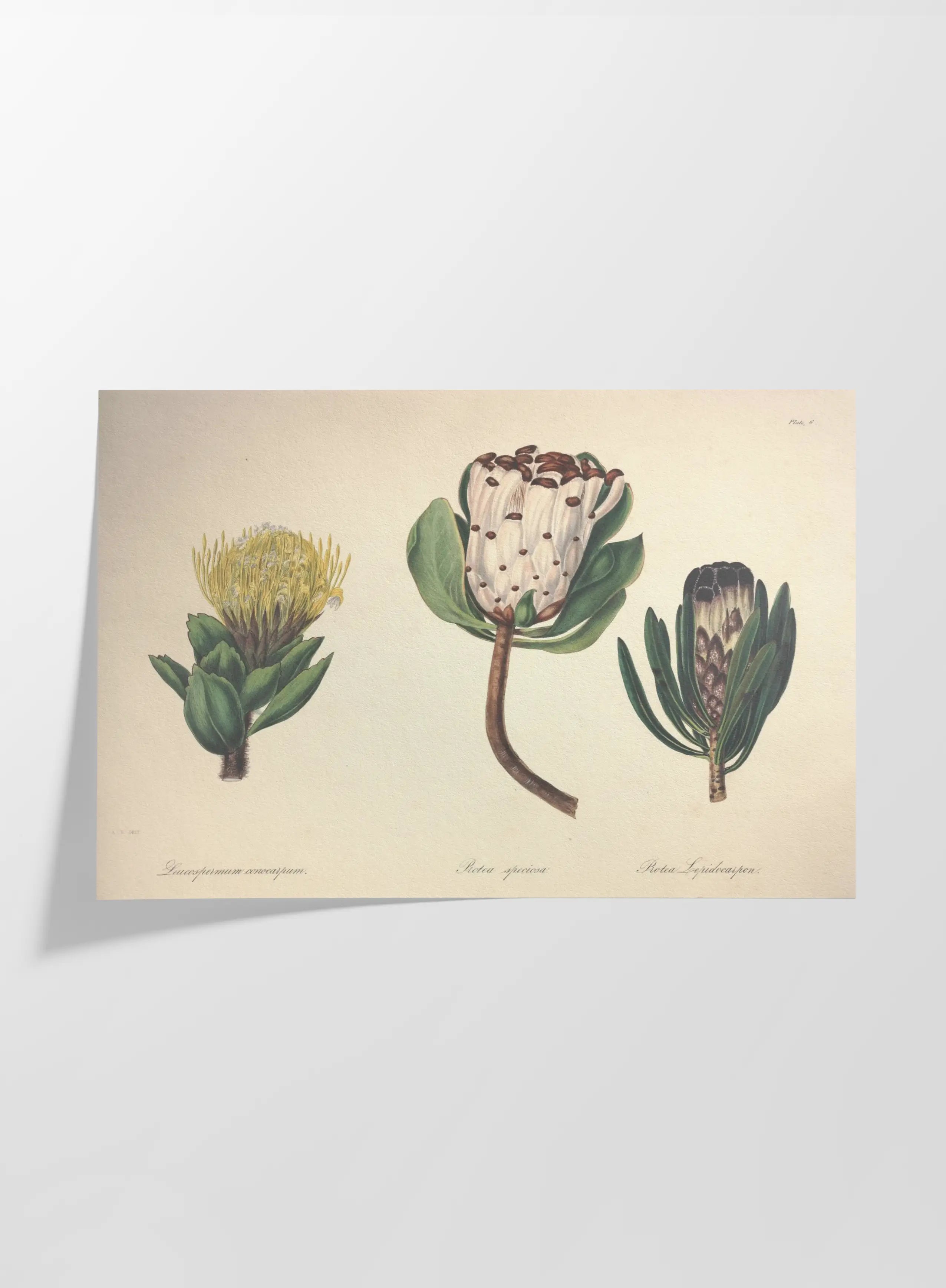 Floral: Plate No. 03