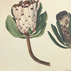 Floral: Plate No. 03