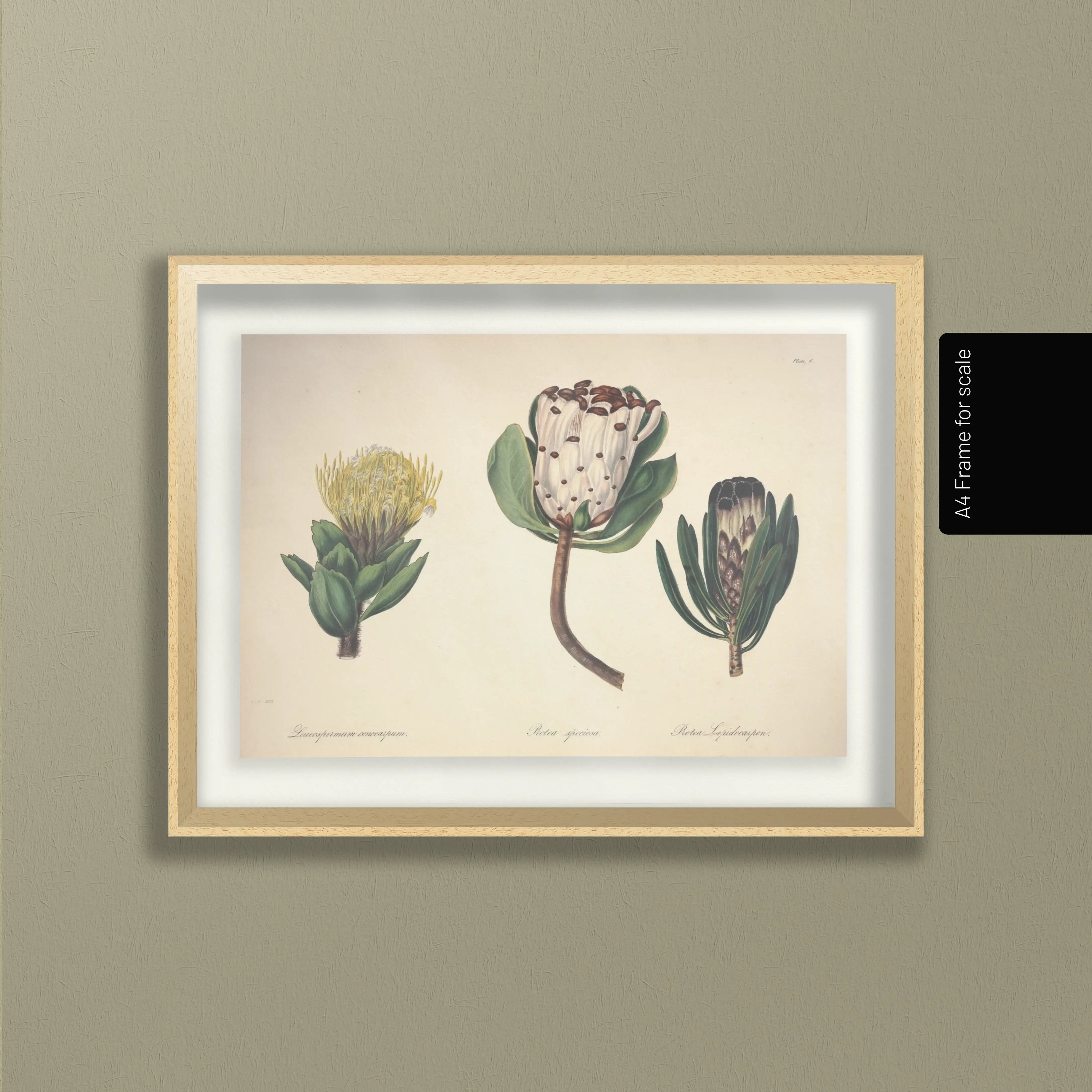 Floral: Plate No. 03