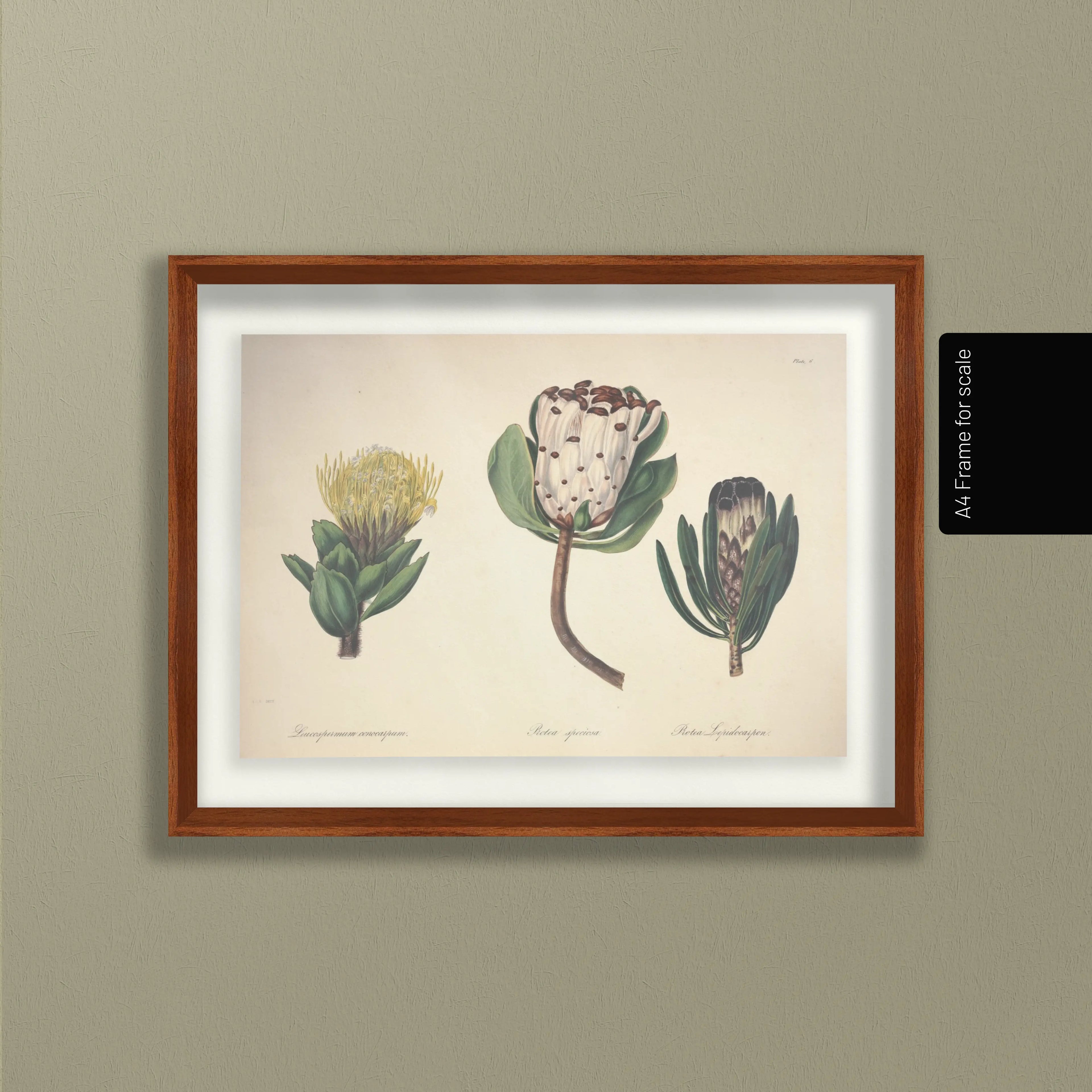 Floral: Plate No. 03
