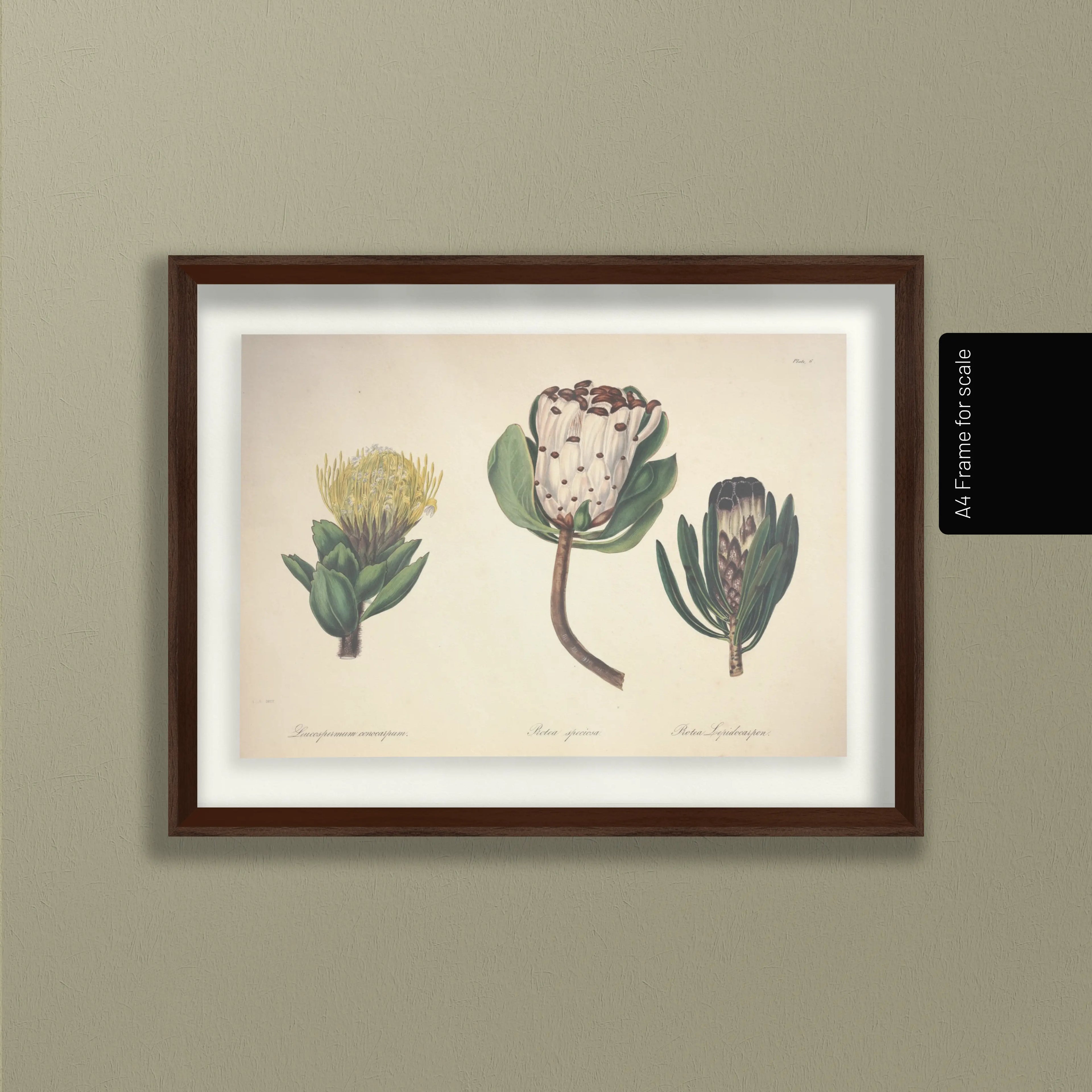 Floral: Plate No. 03