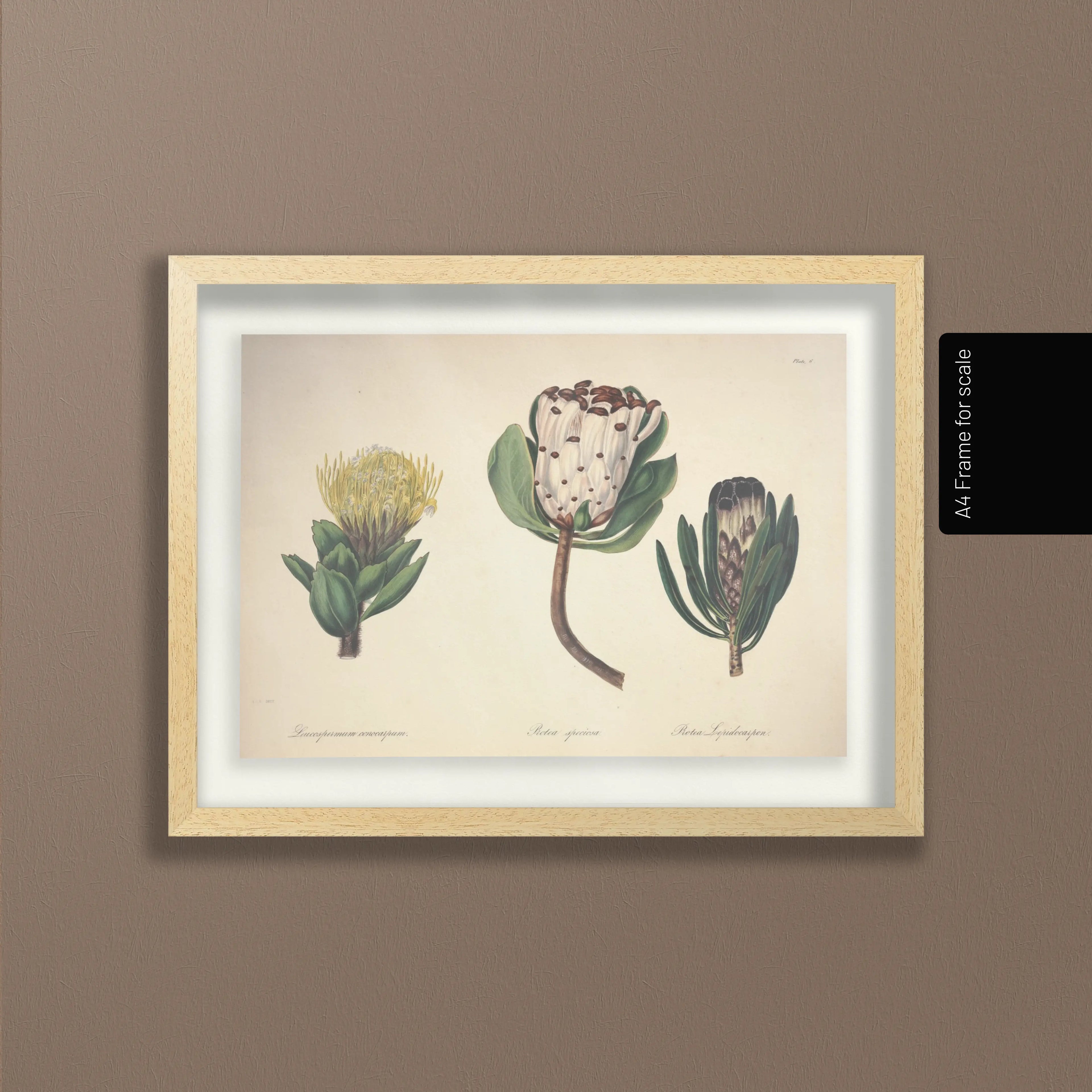 Floral: Plate No. 03