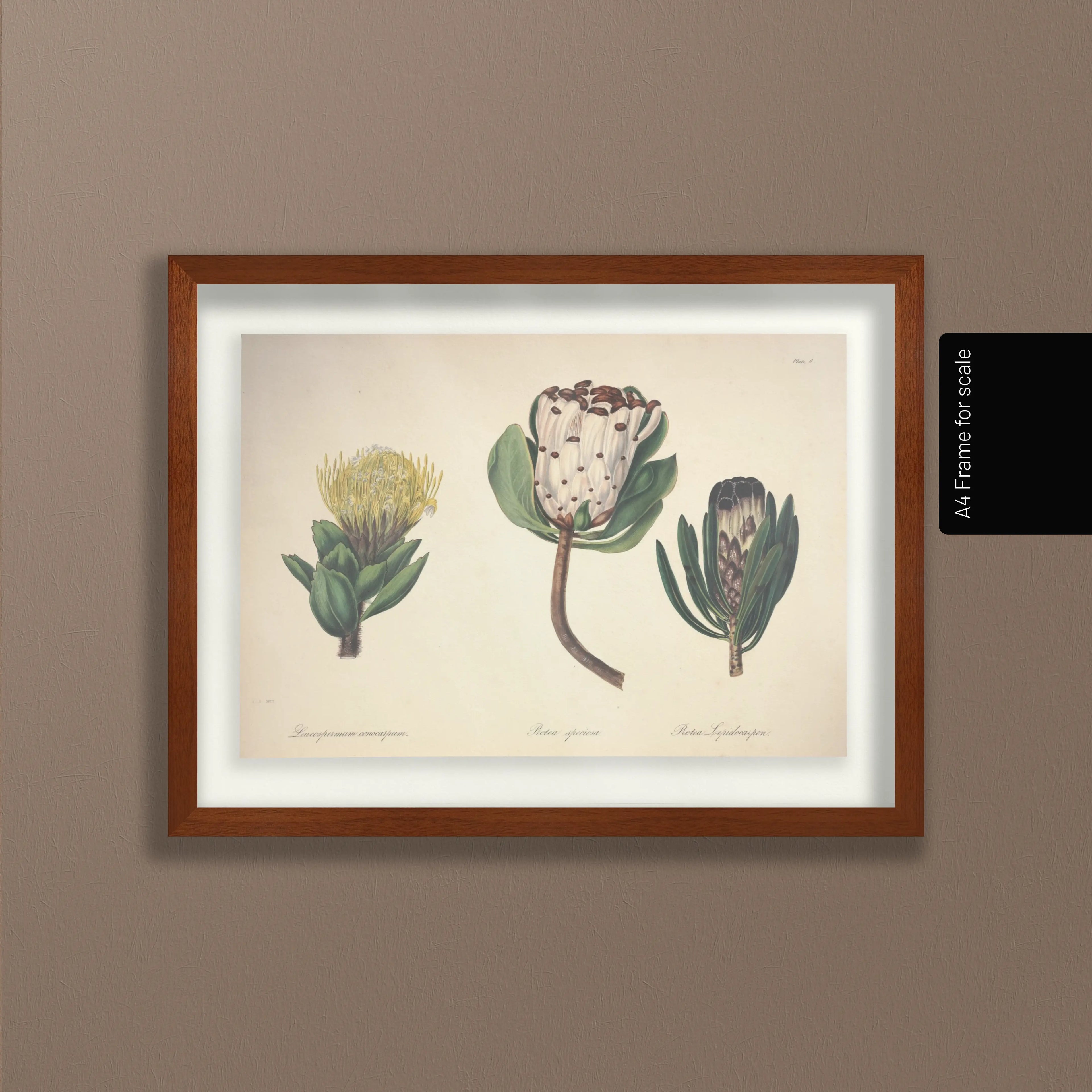 Floral: Plate No. 03