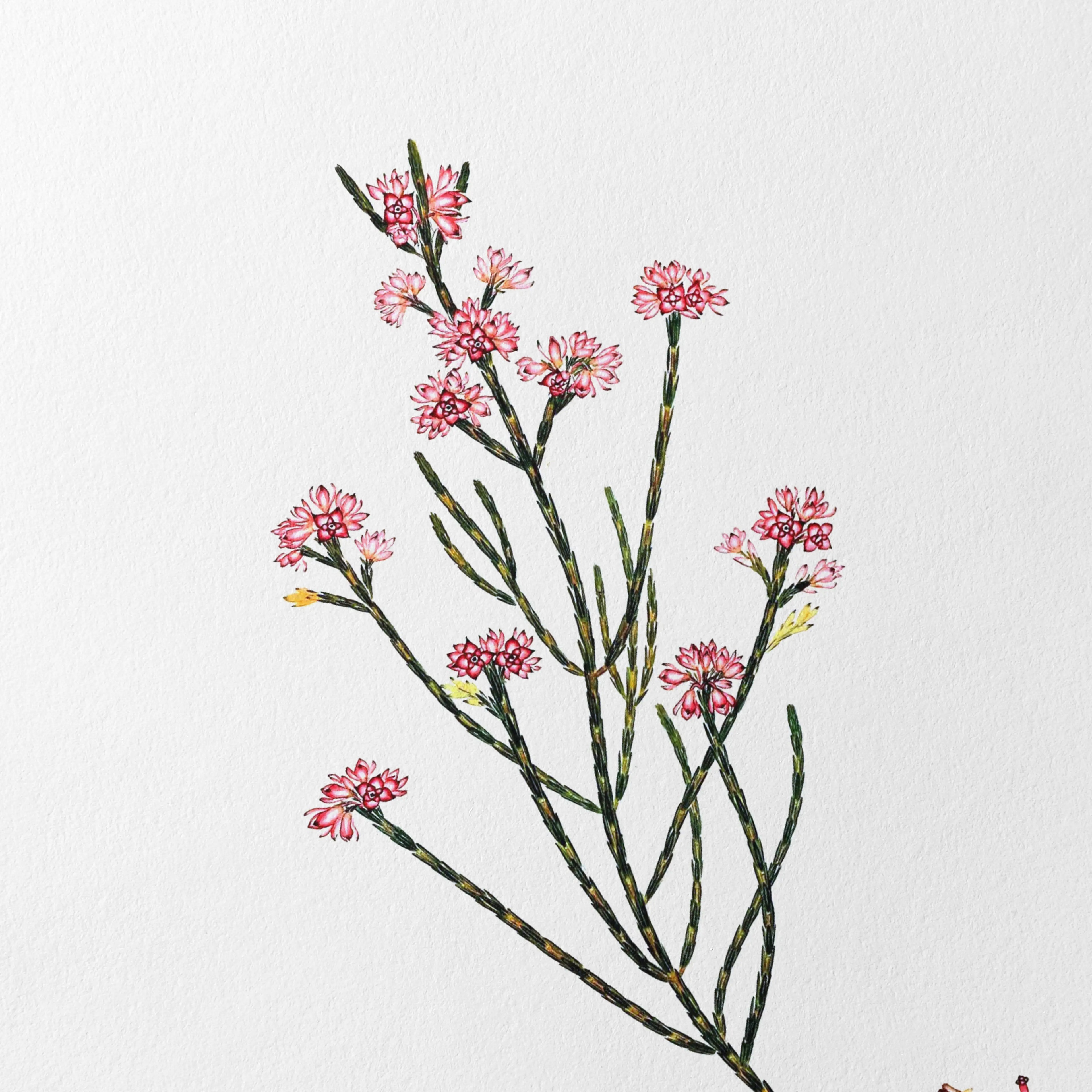Floral: Plate No. 05