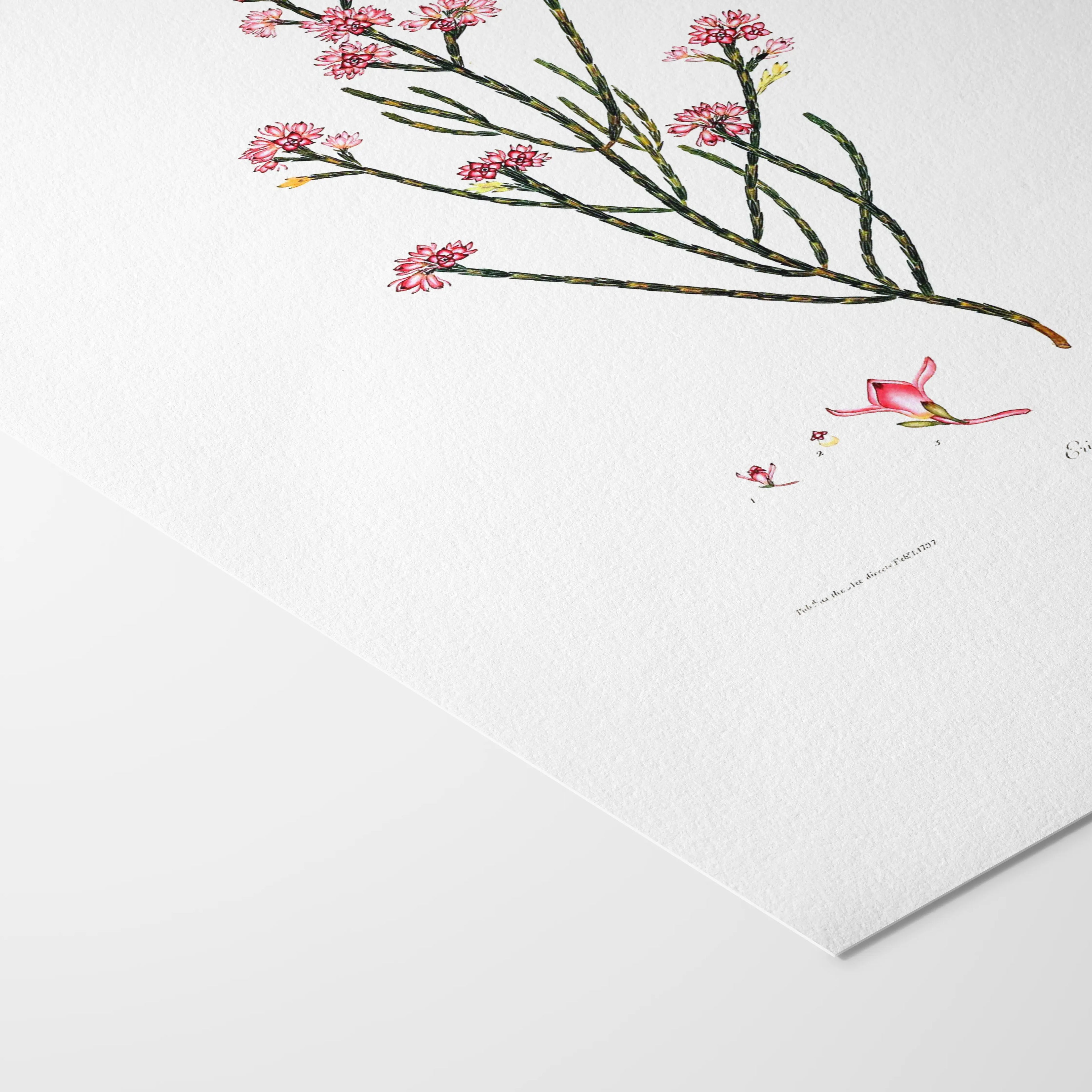 Floral: Plate No. 05
