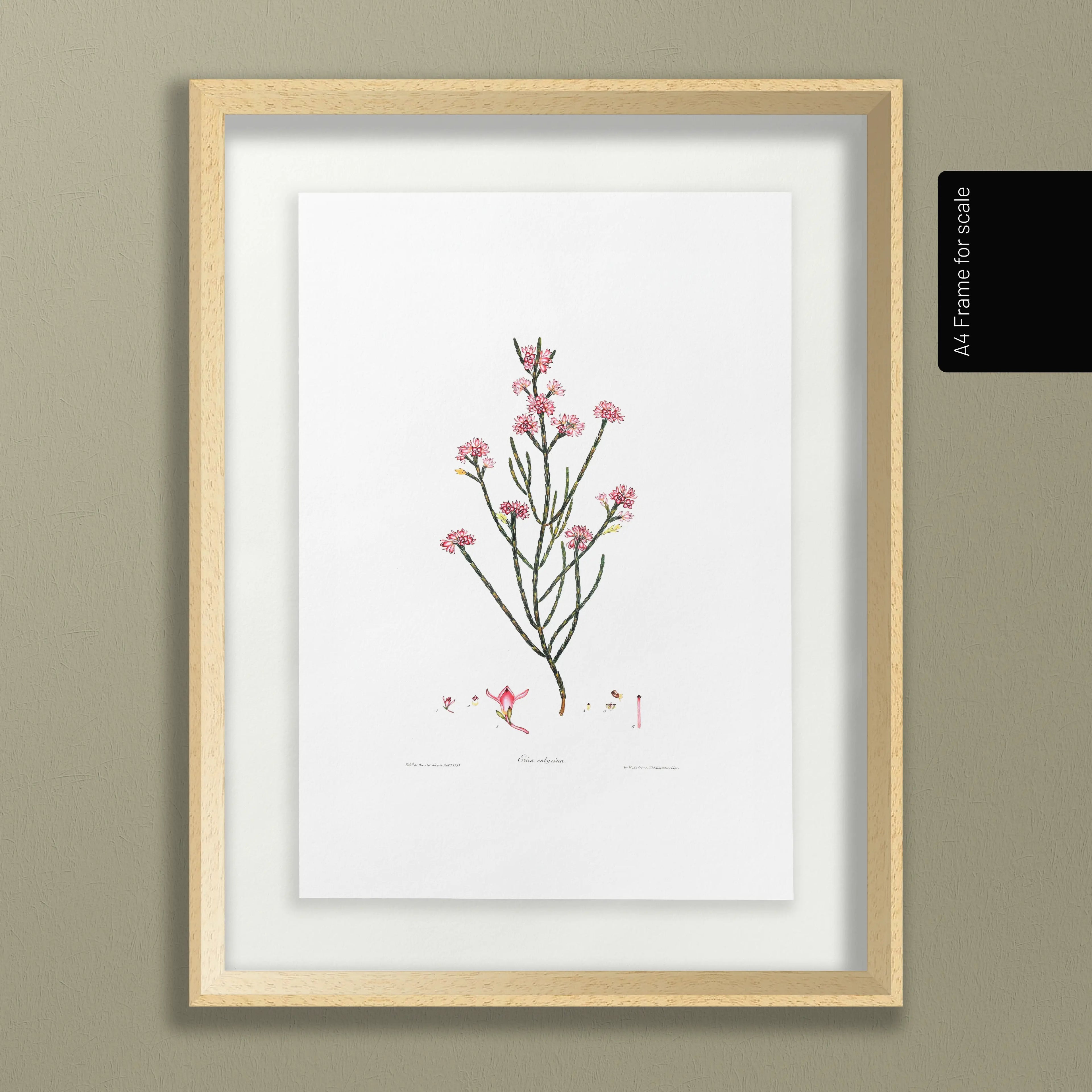 Floral: Plate No. 05
