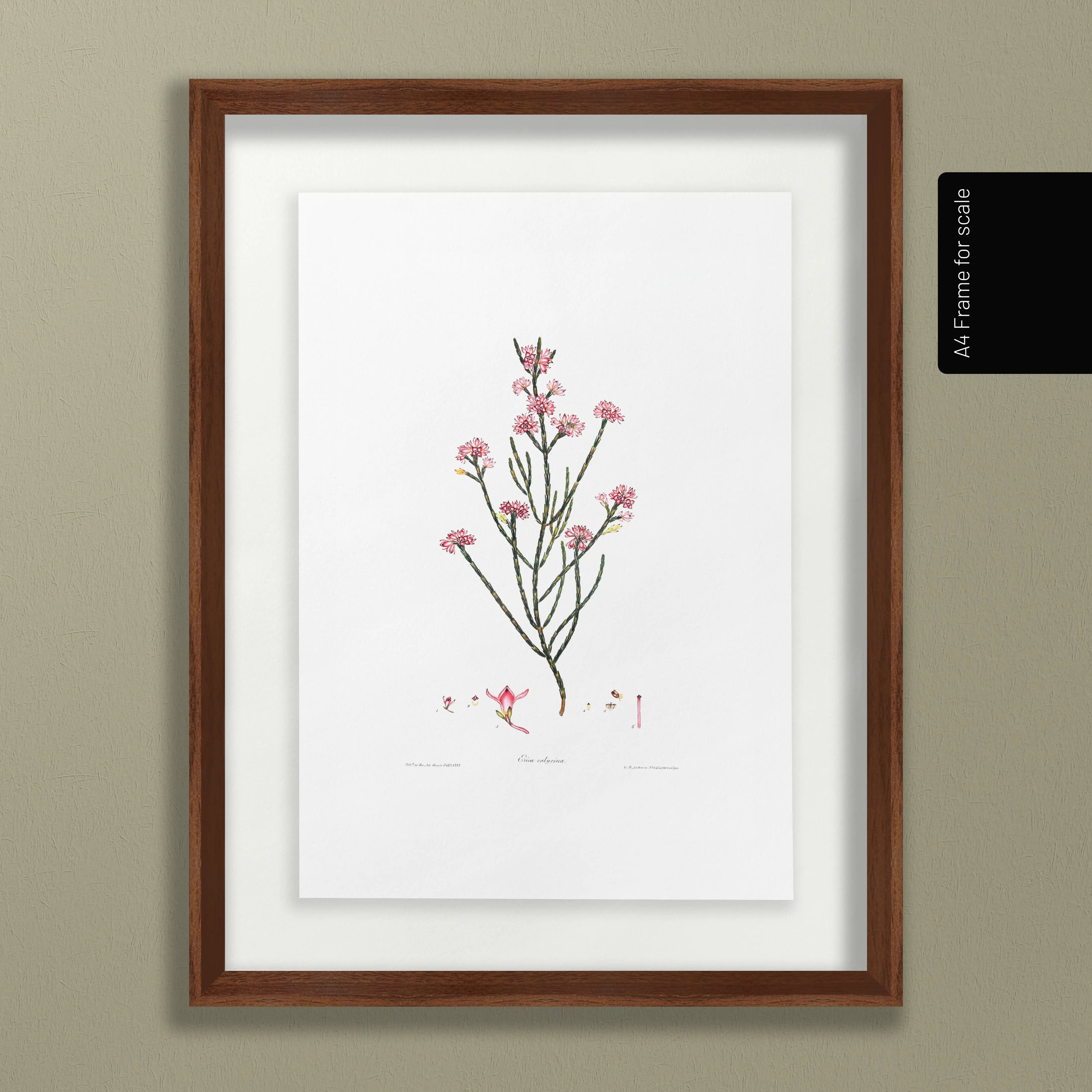 Floral: Plate No. 05
