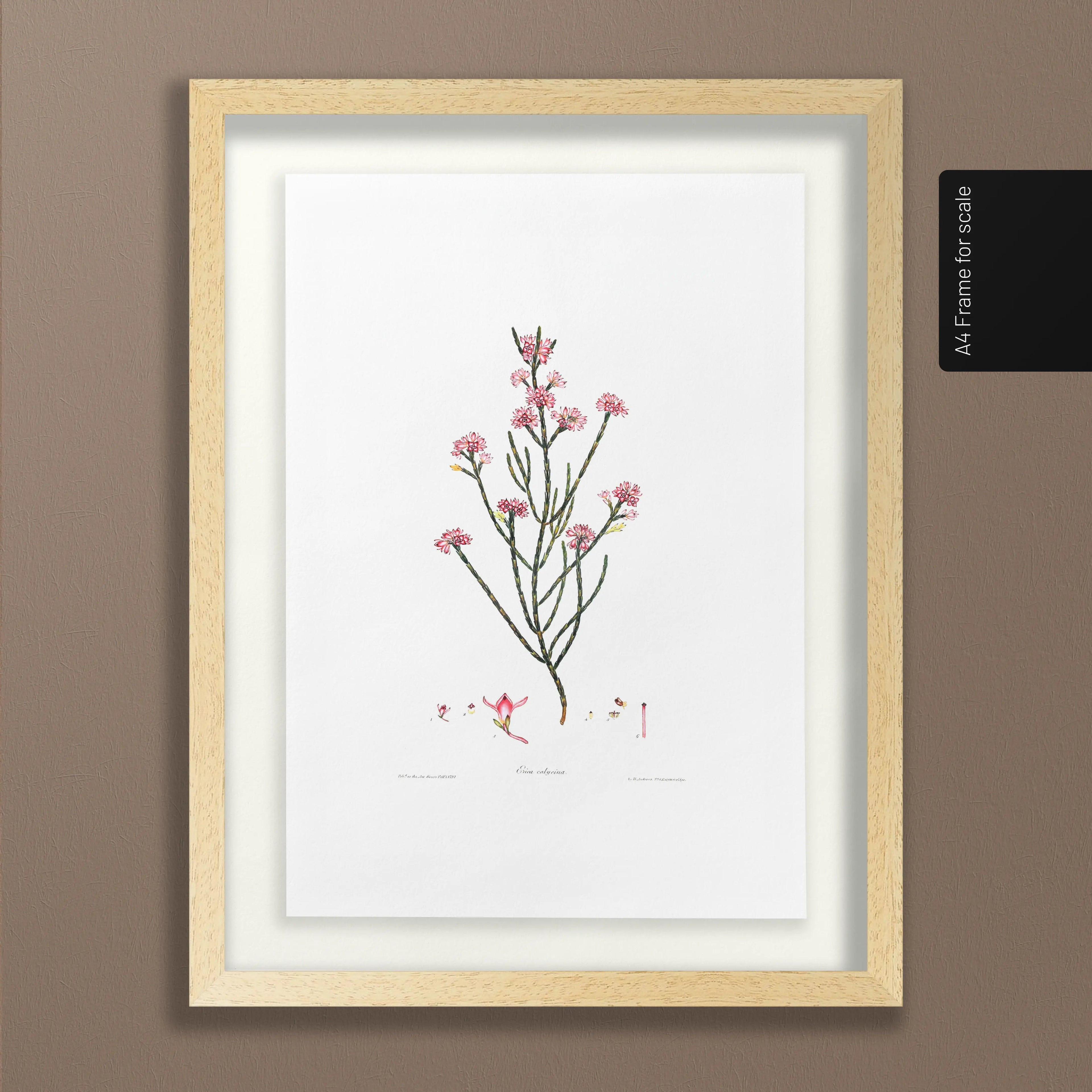 Floral: Plate No. 05