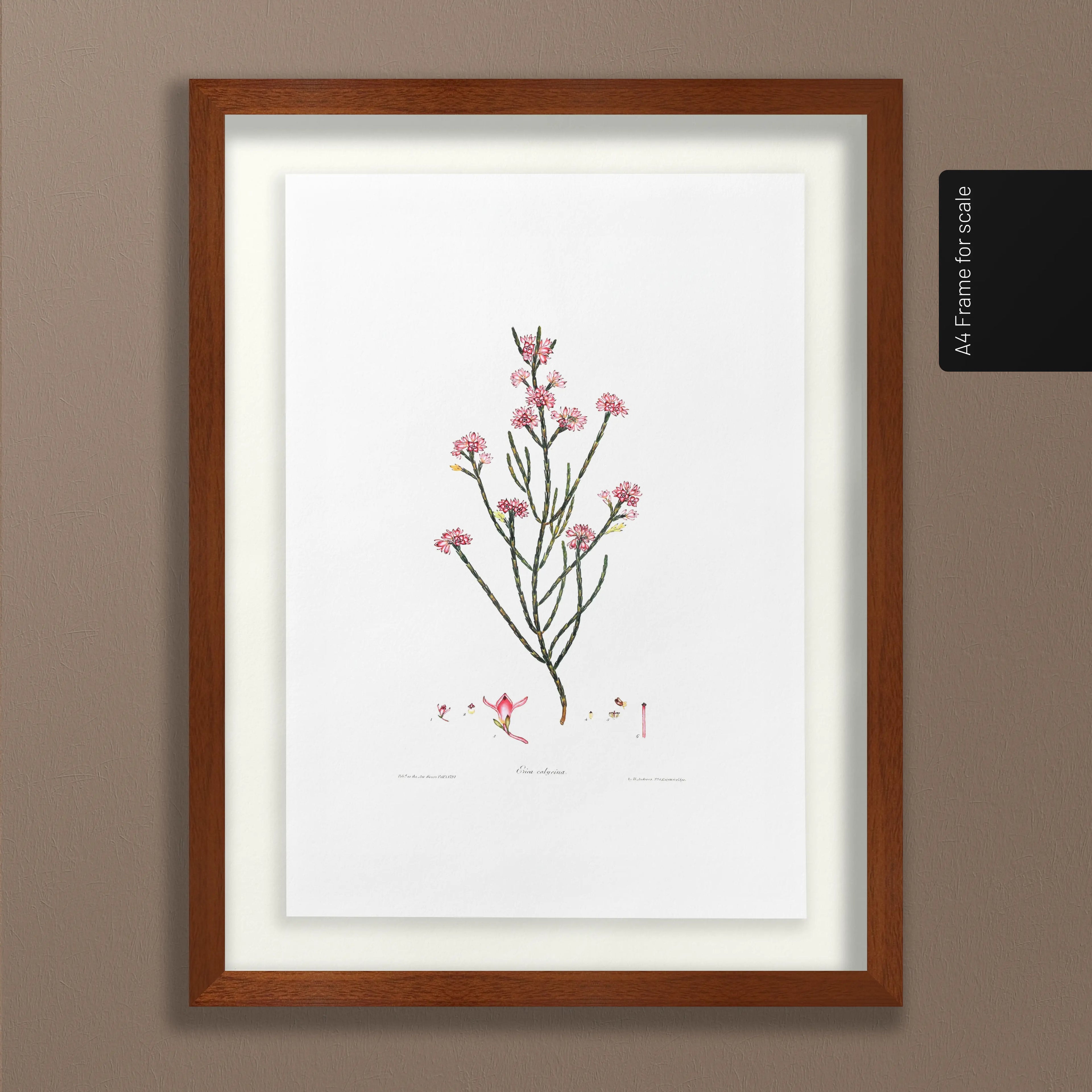 Floral: Plate No. 05