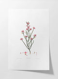 Floral: Plate No. 05