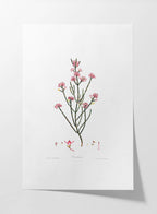 Floral: Plate No. 05