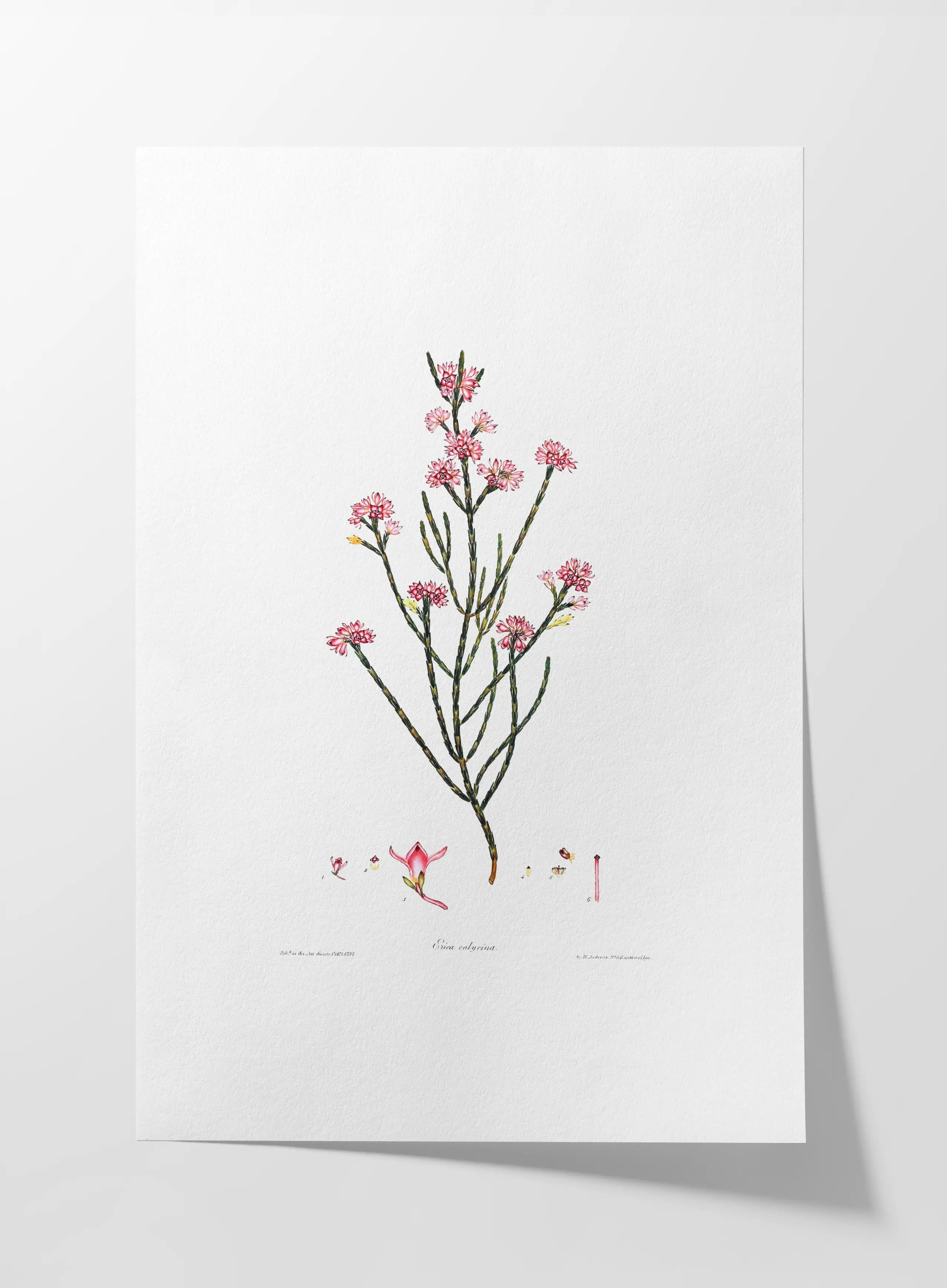 Floral: Plate No. 05