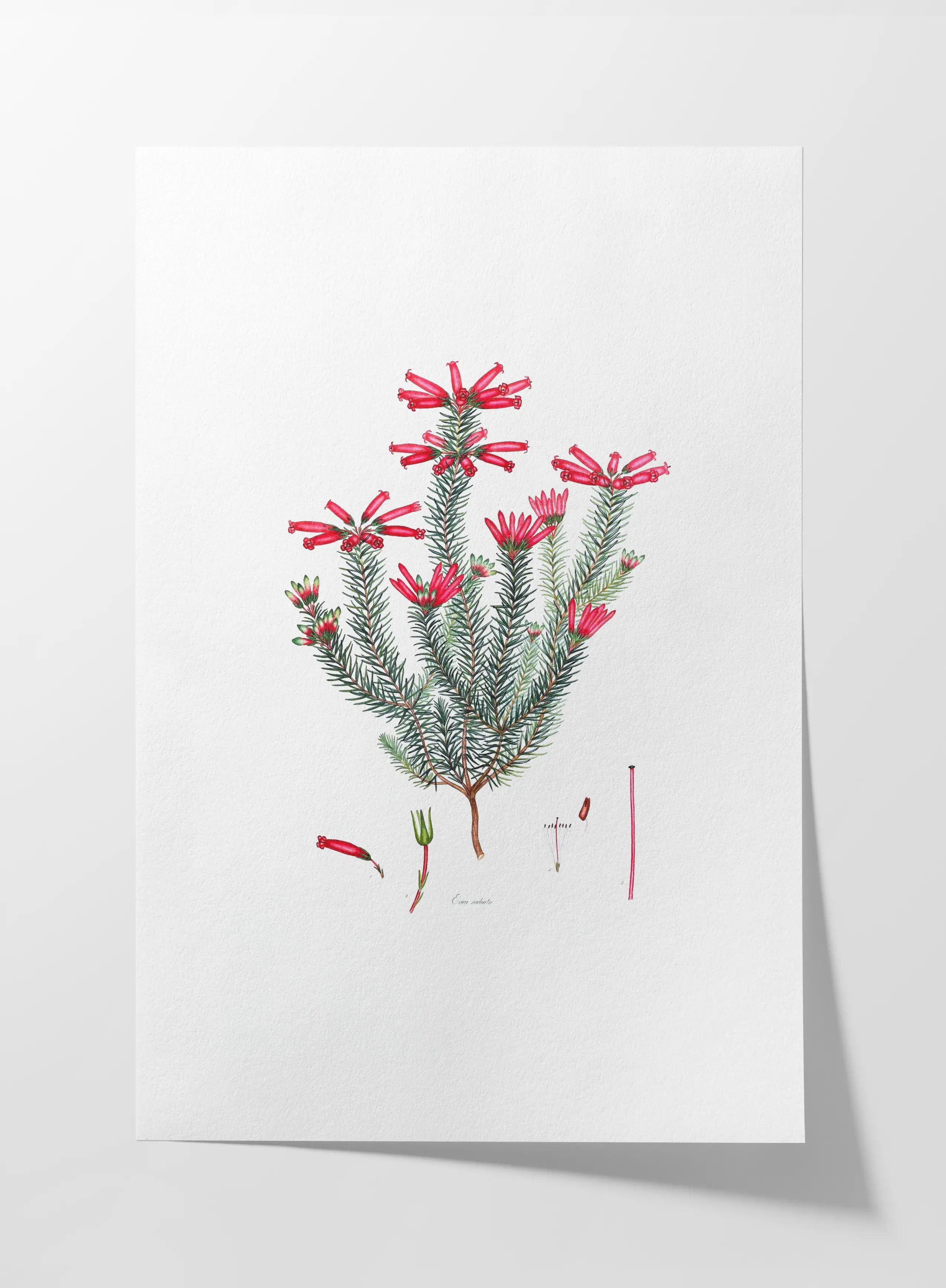 Floral: Plate No. 06