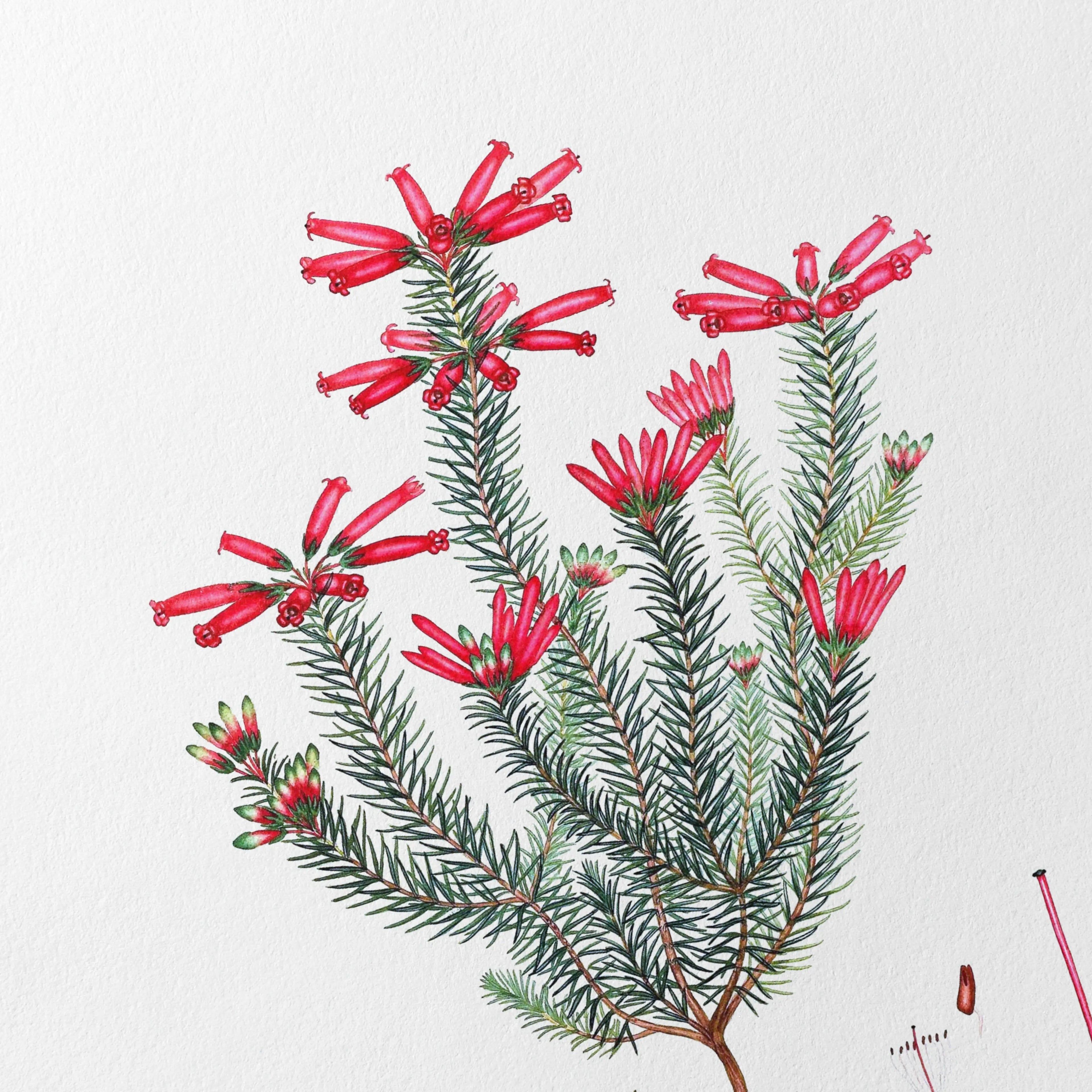 Floral: Plate No. 06