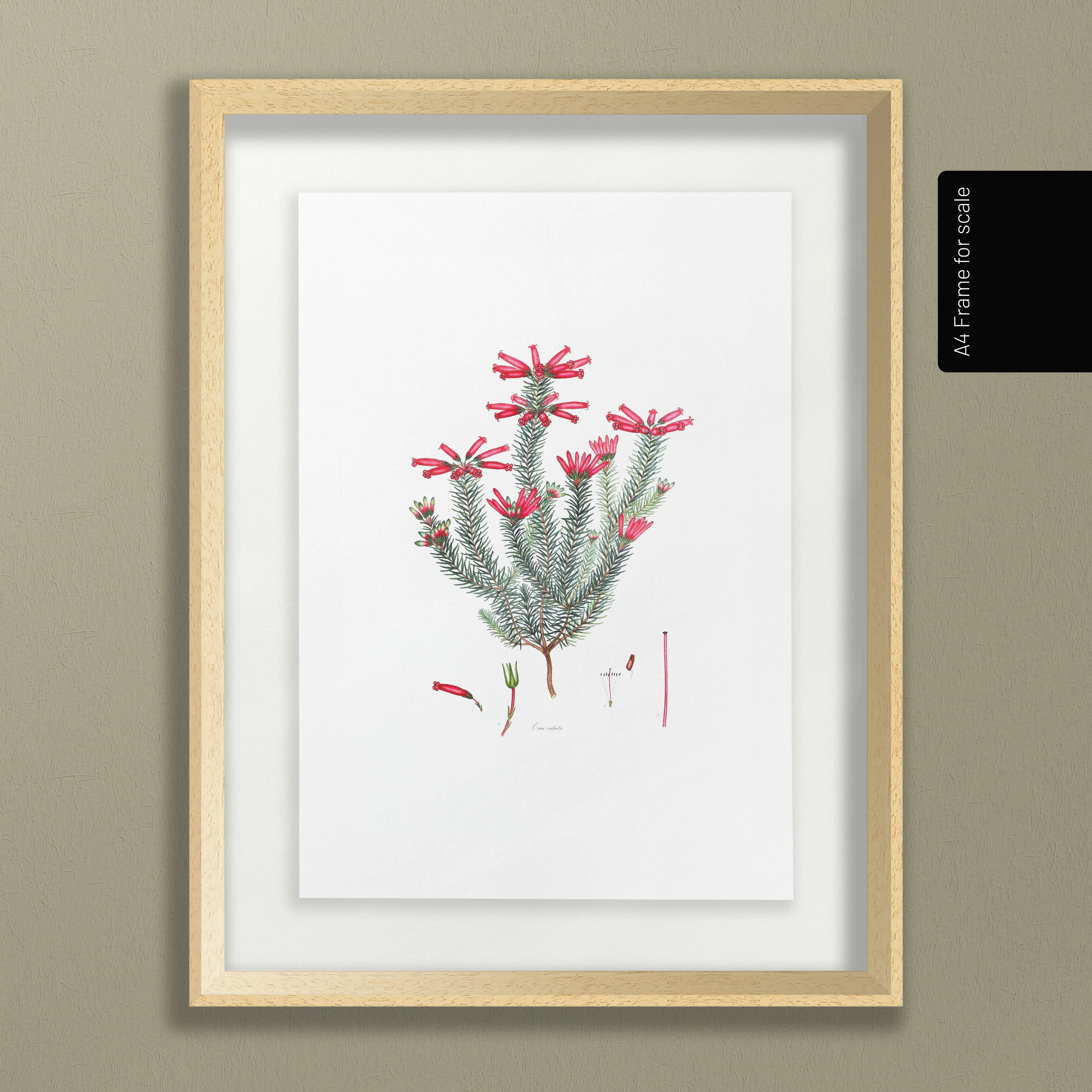 Floral: Plate No. 06