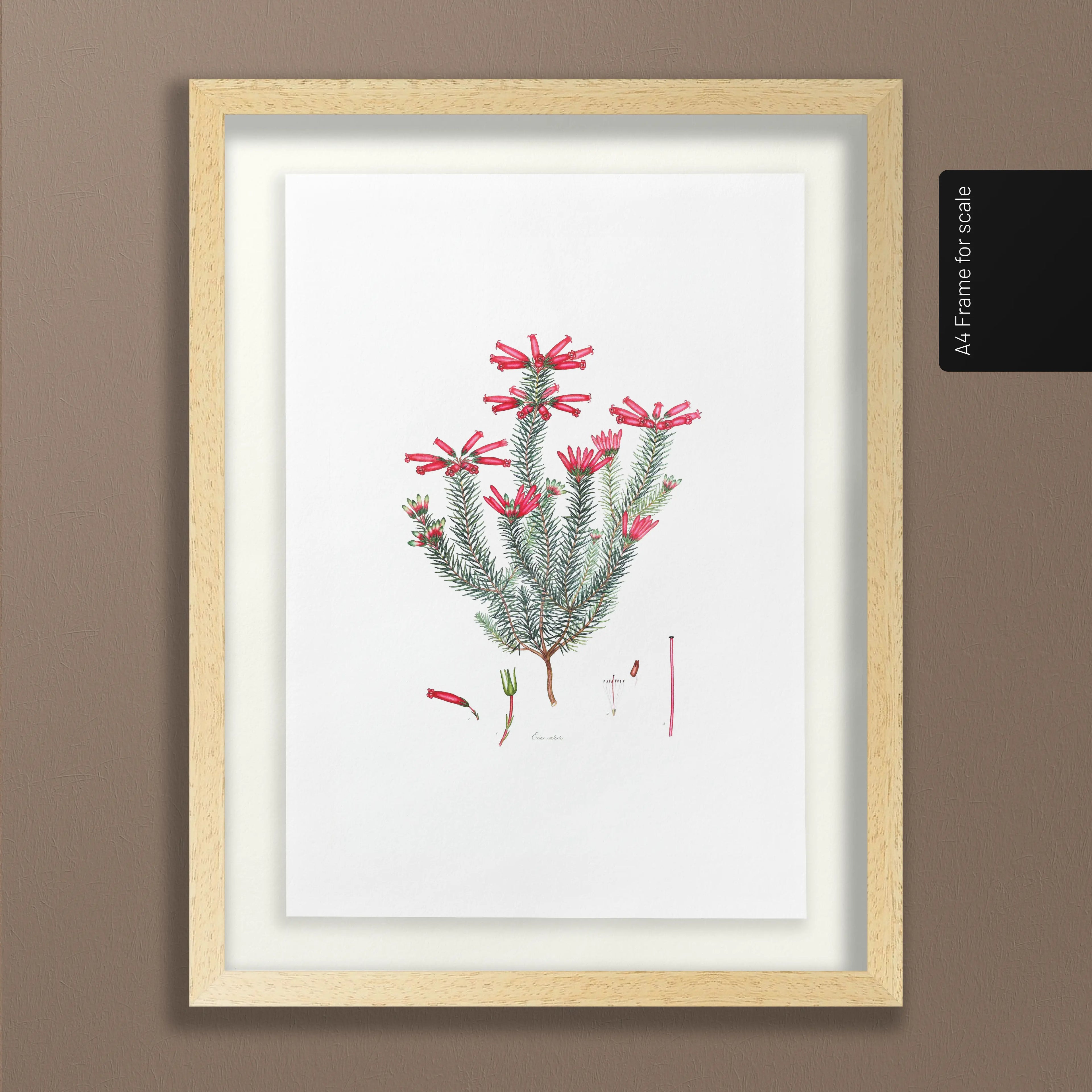 Floral: Plate No. 06