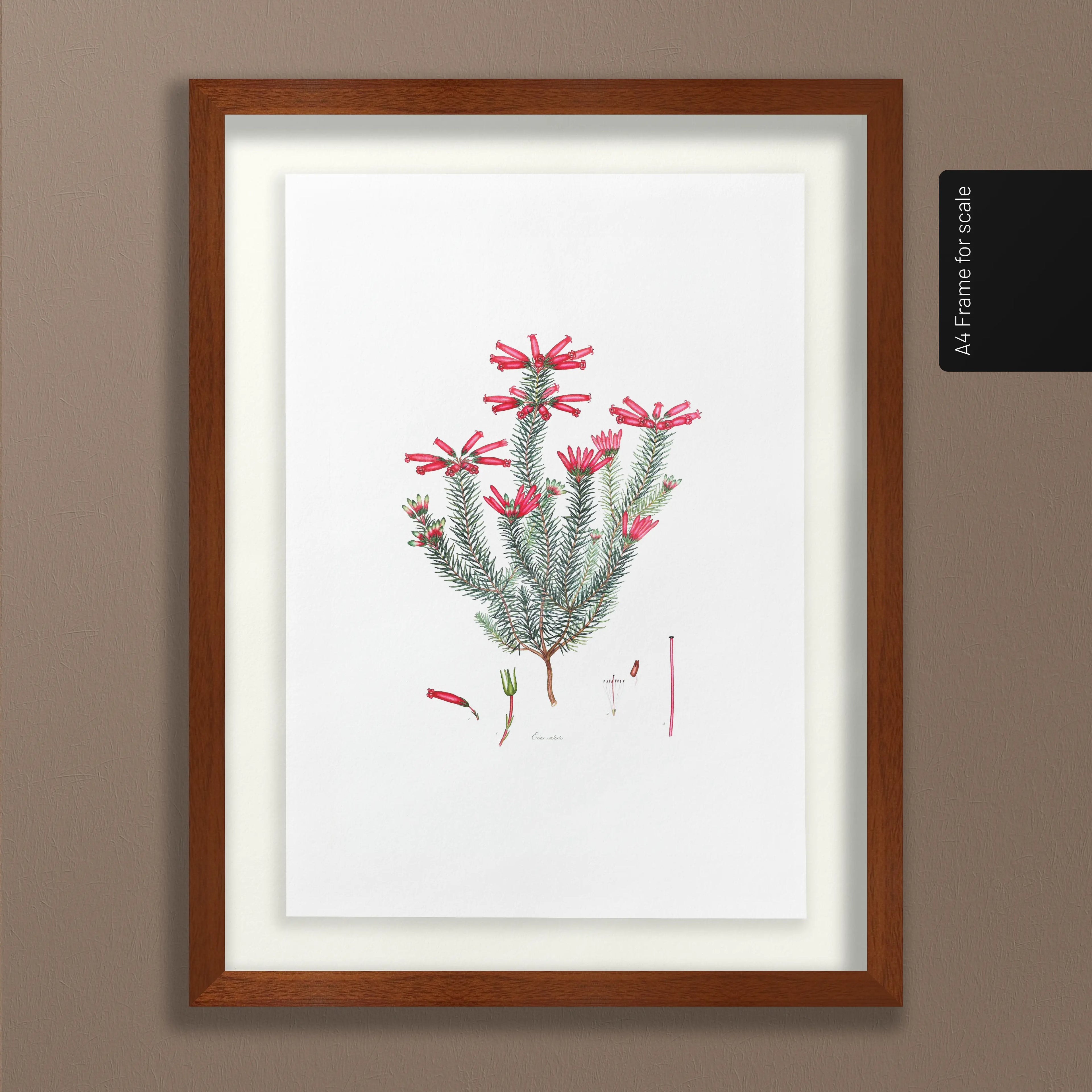 Floral: Plate No. 06