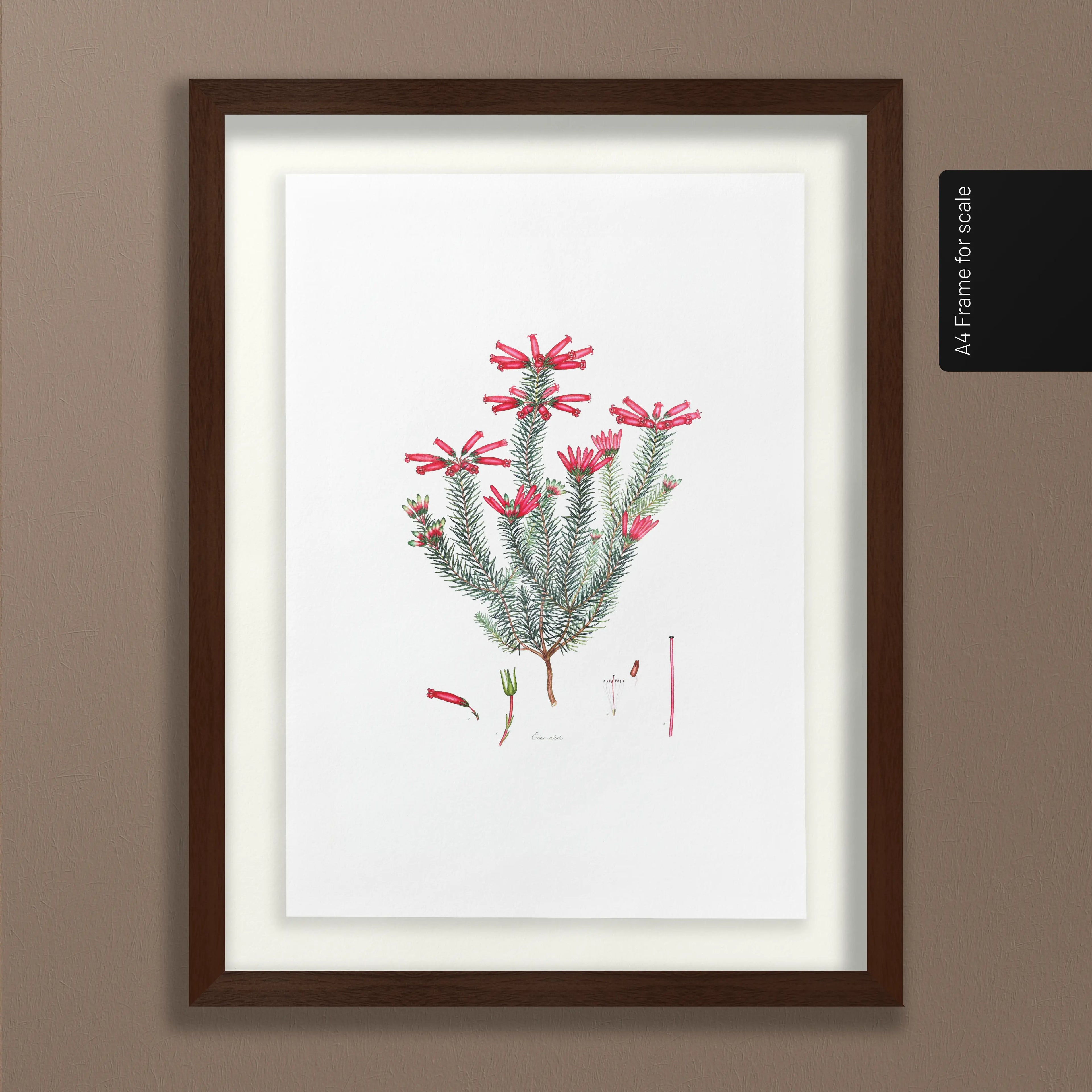 Floral: Plate No. 06