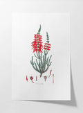 Floral: Plate No. 07
