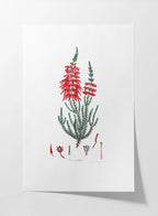 Floral: Plate No. 07