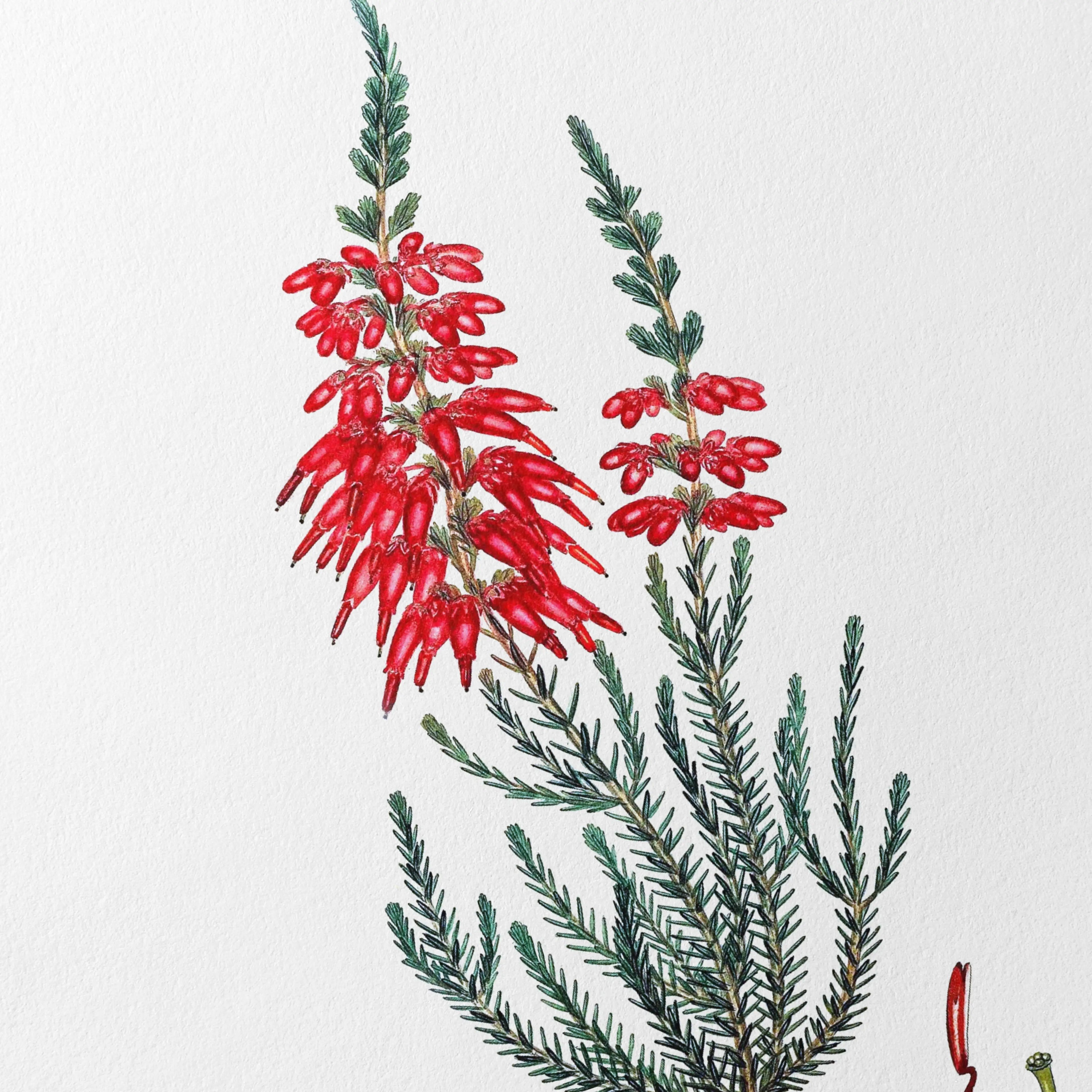 Floral: Plate No. 07