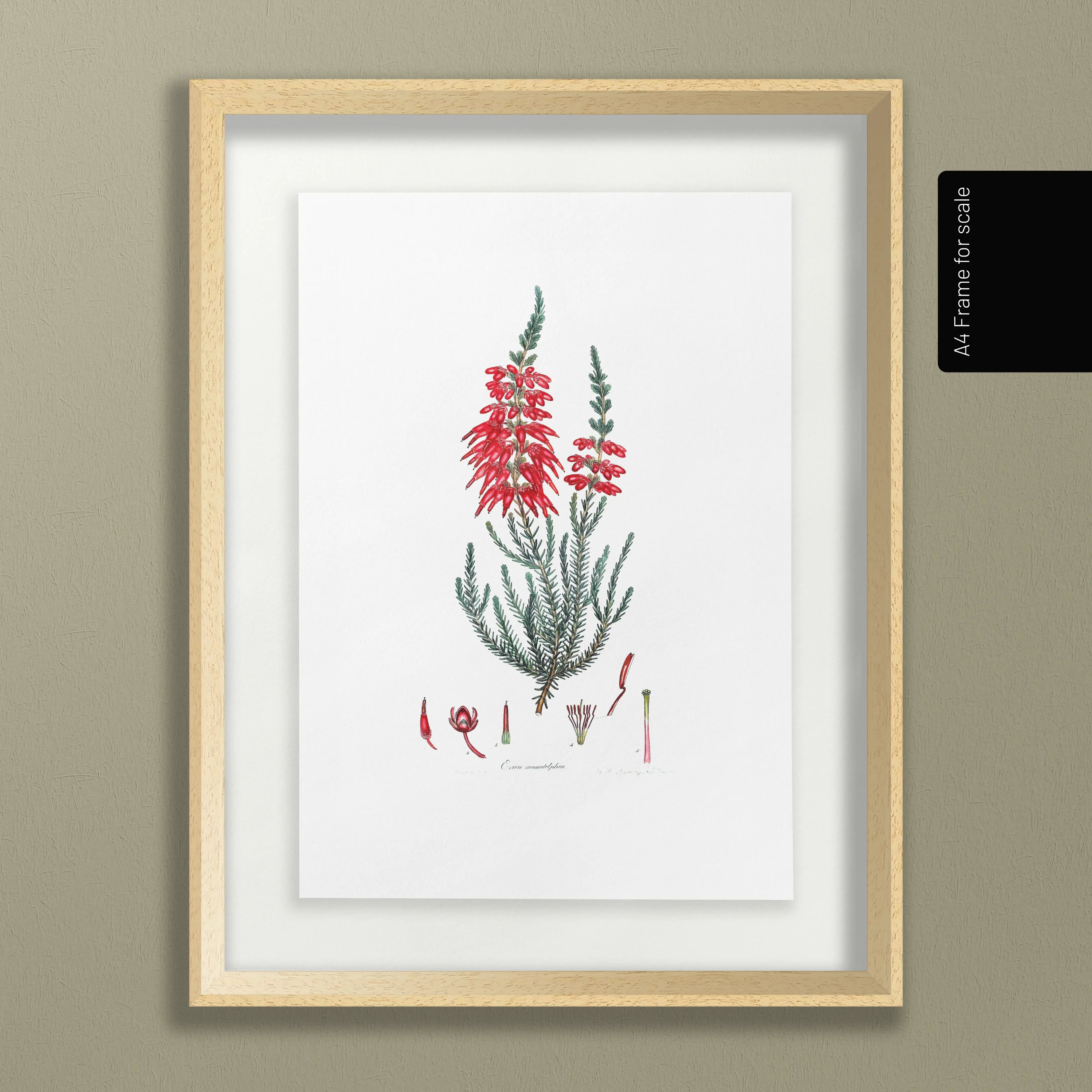 Floral: Plate No. 07