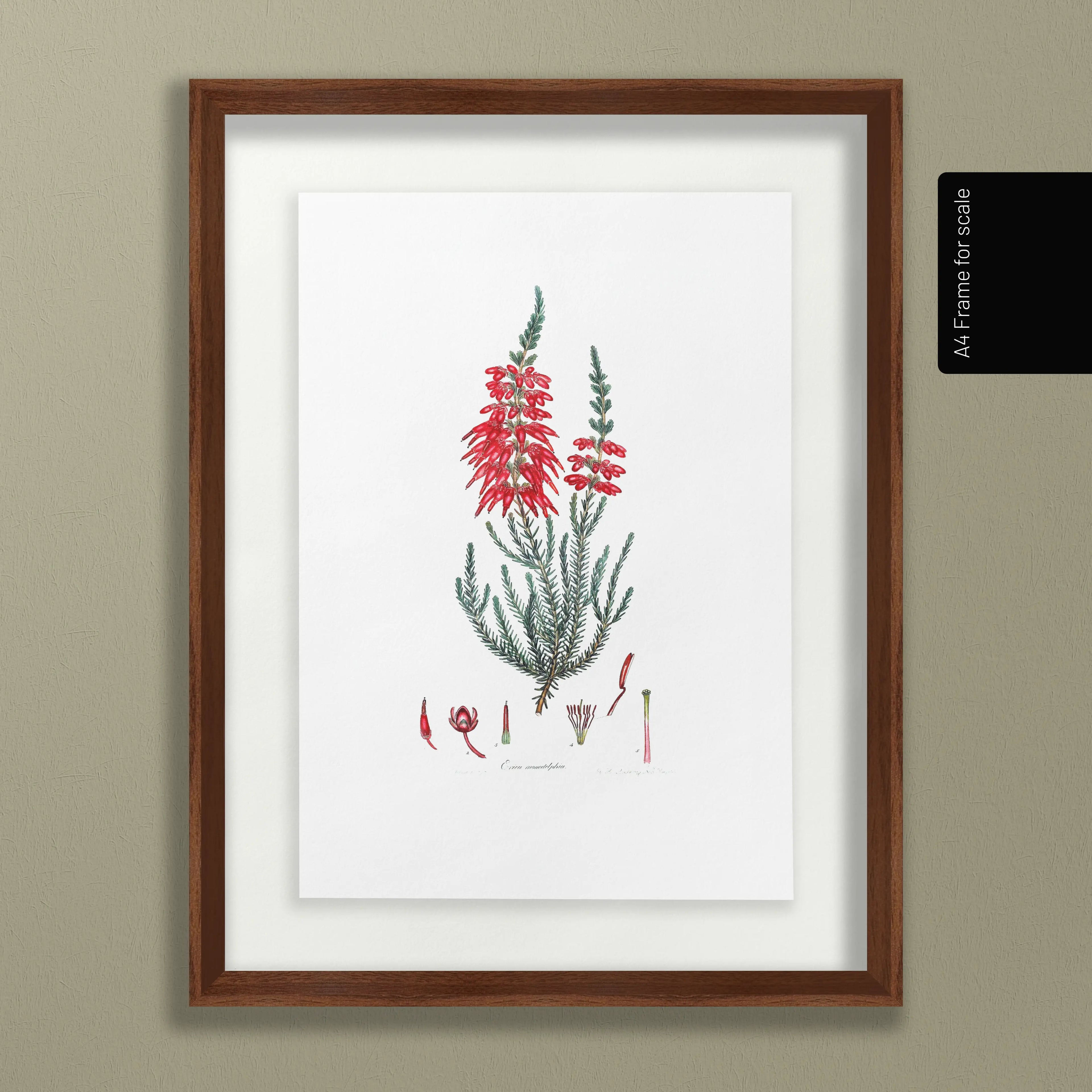 Floral: Plate No. 07
