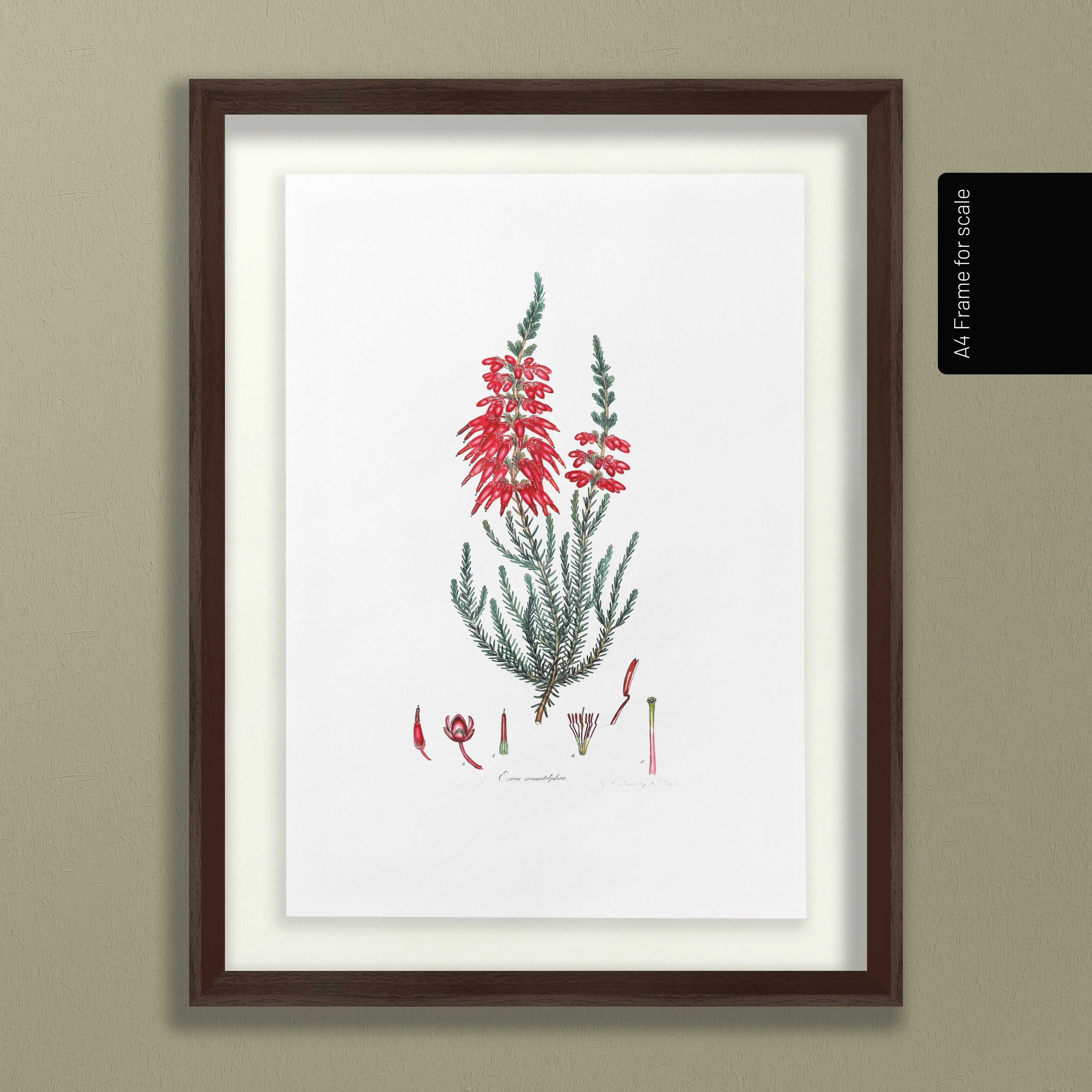 Floral: Plate No. 07
