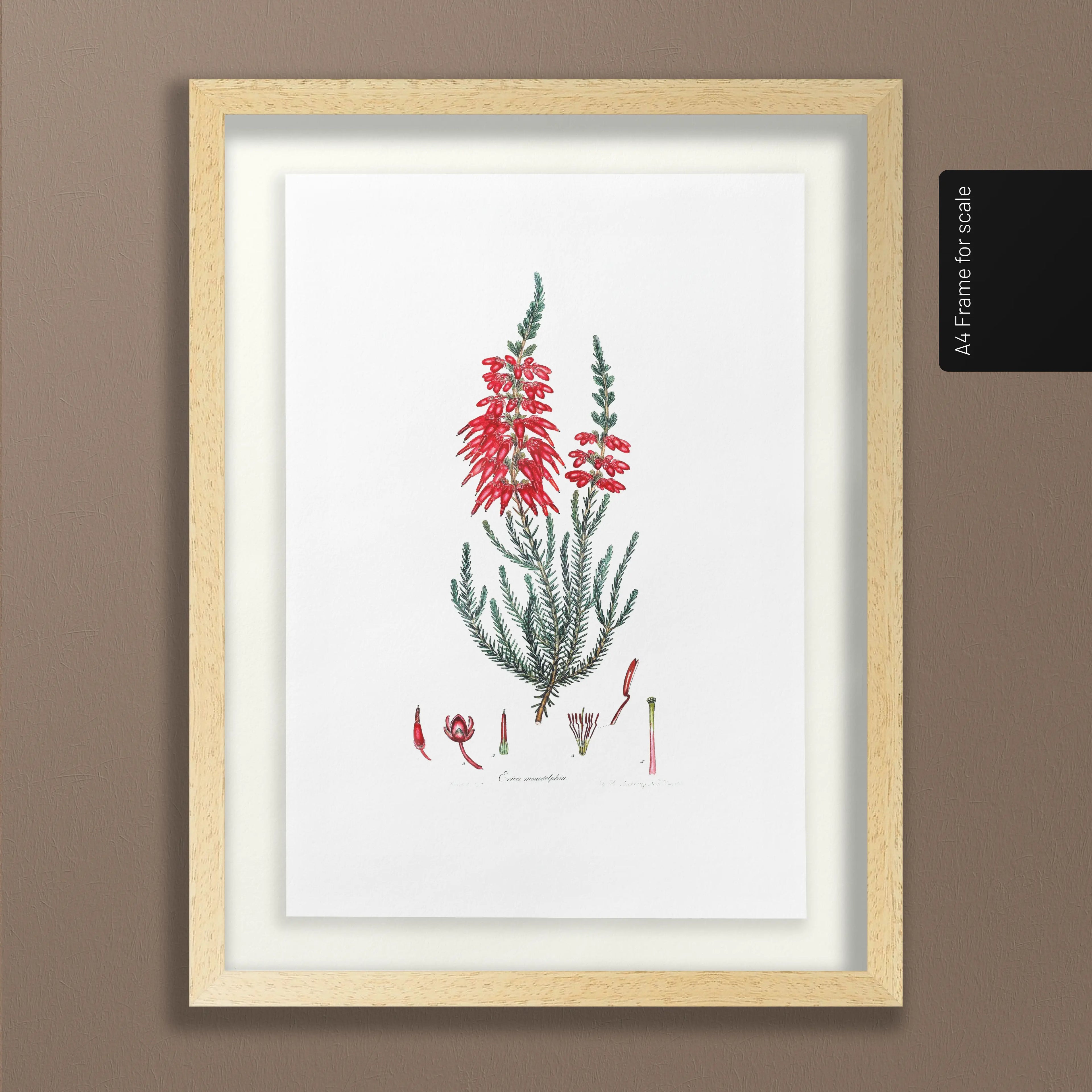 Floral: Plate No. 07