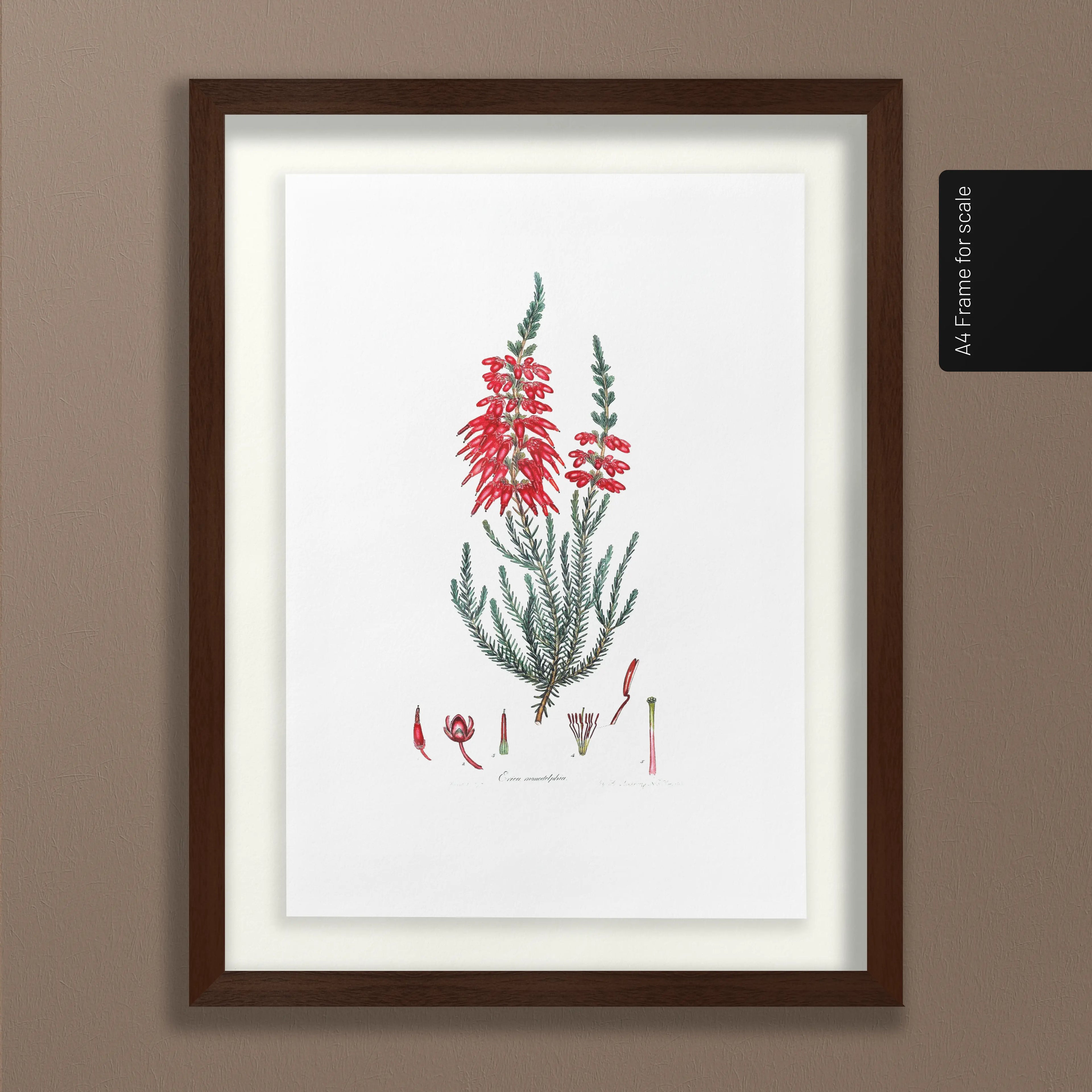 Floral: Plate No. 07